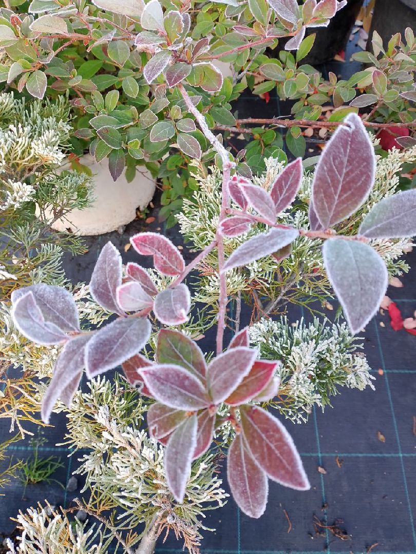 растения, питомник, лобня,