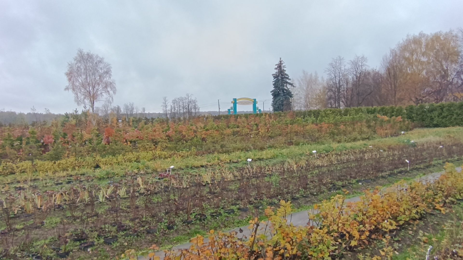 растения, питомник, лобня,