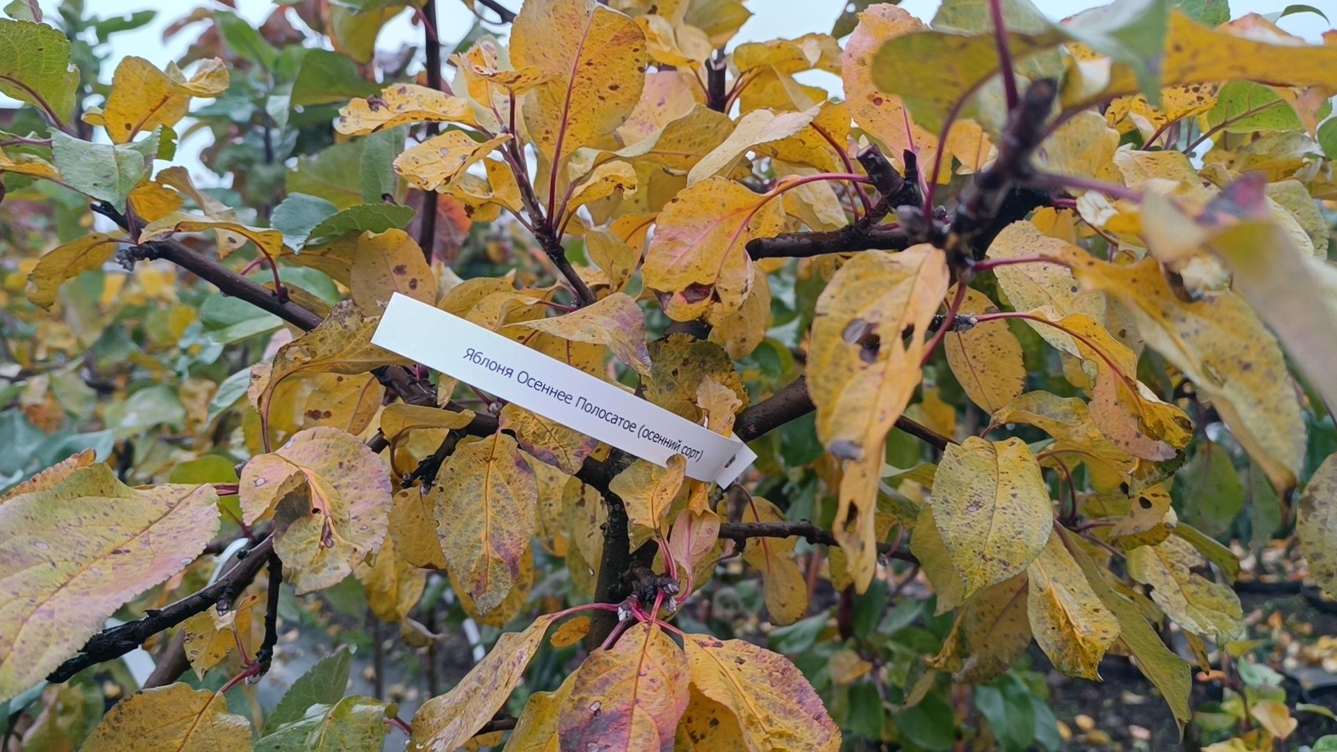 растения, питомник, лобня,