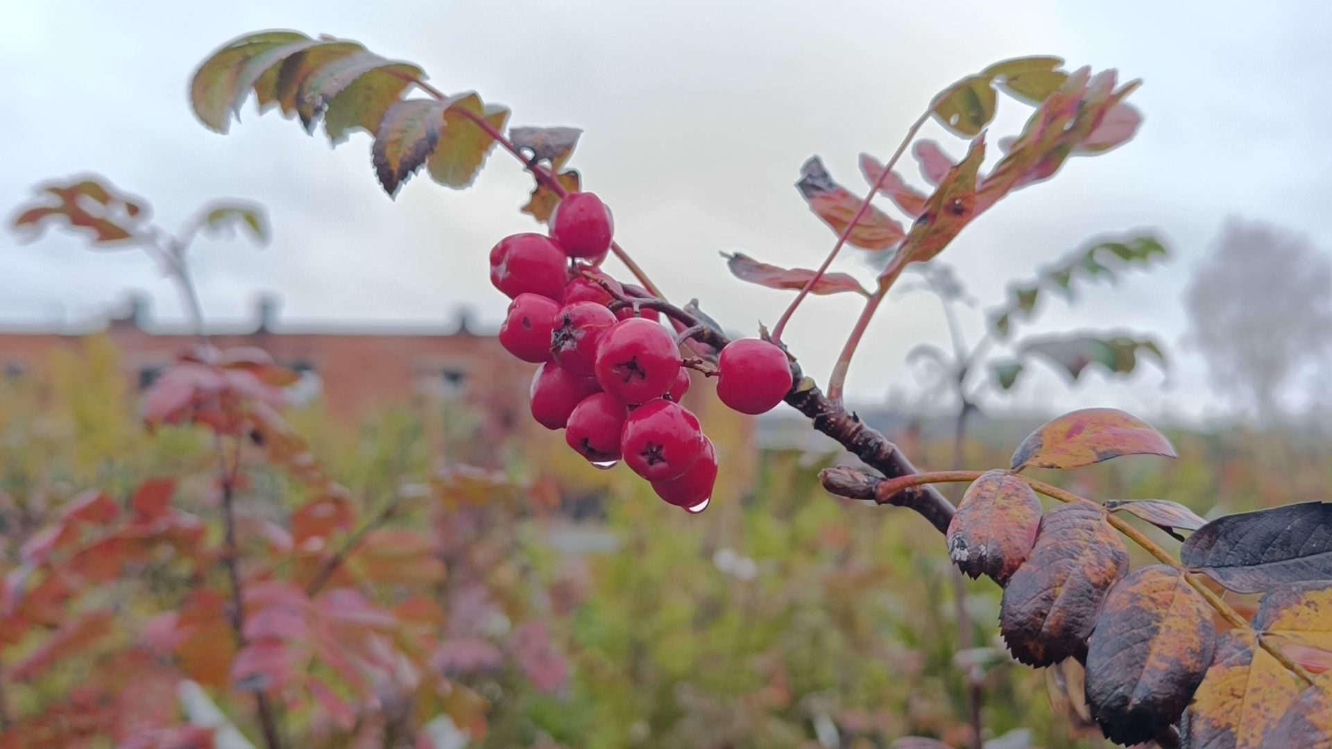 растения, питомник, лобня,