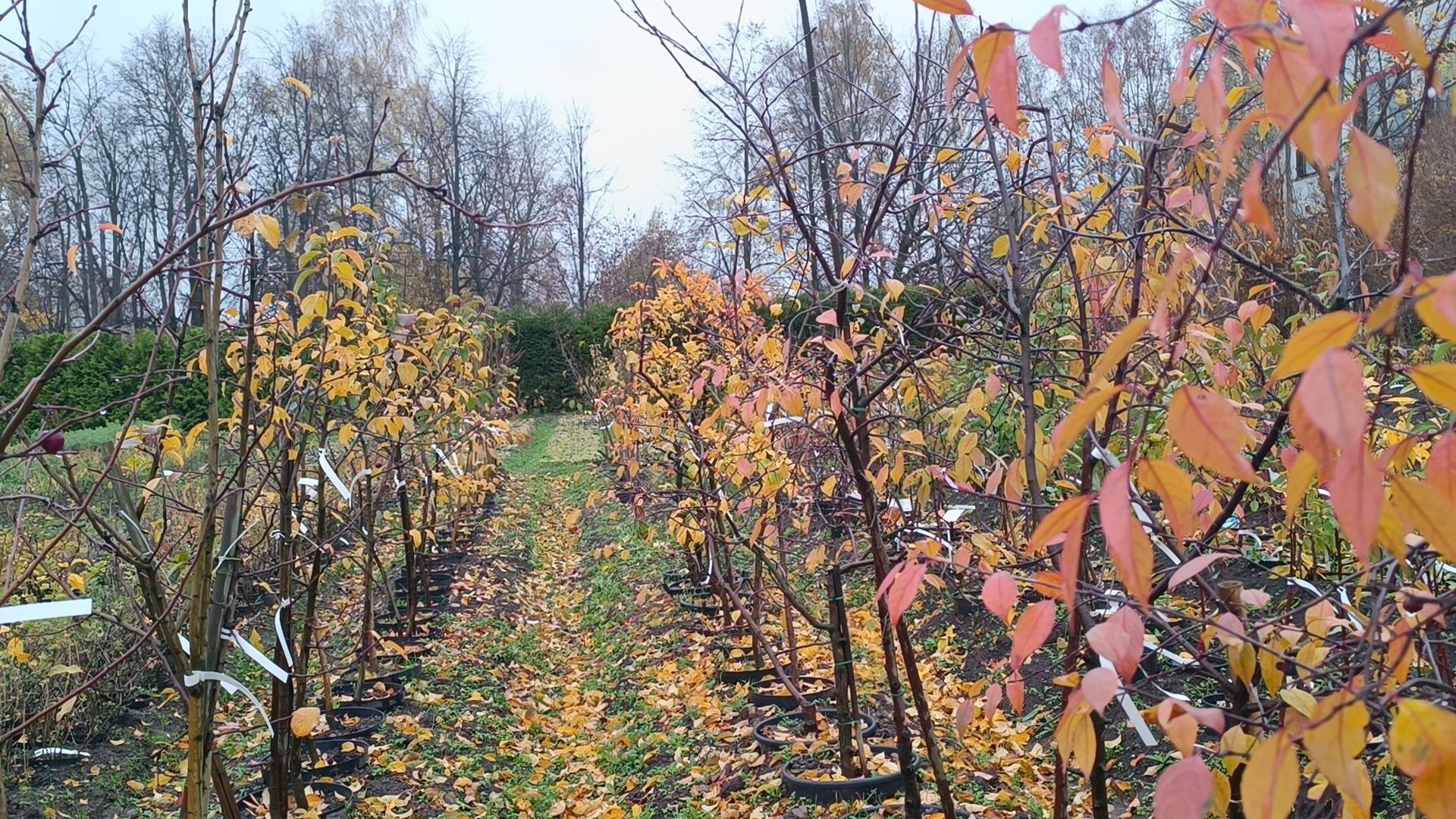 растения, питомник, лобня,