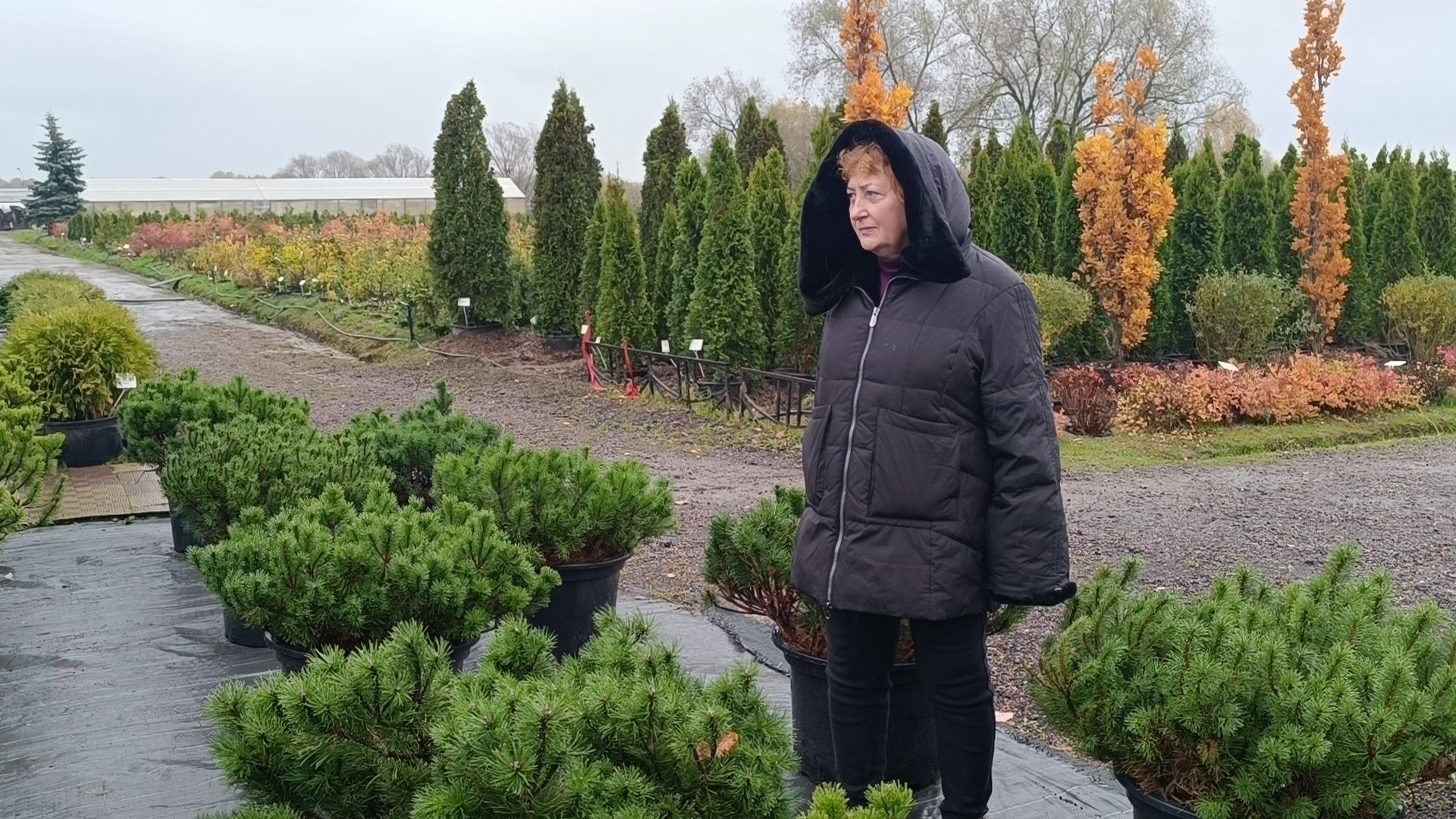 растения, питомник, лобня,