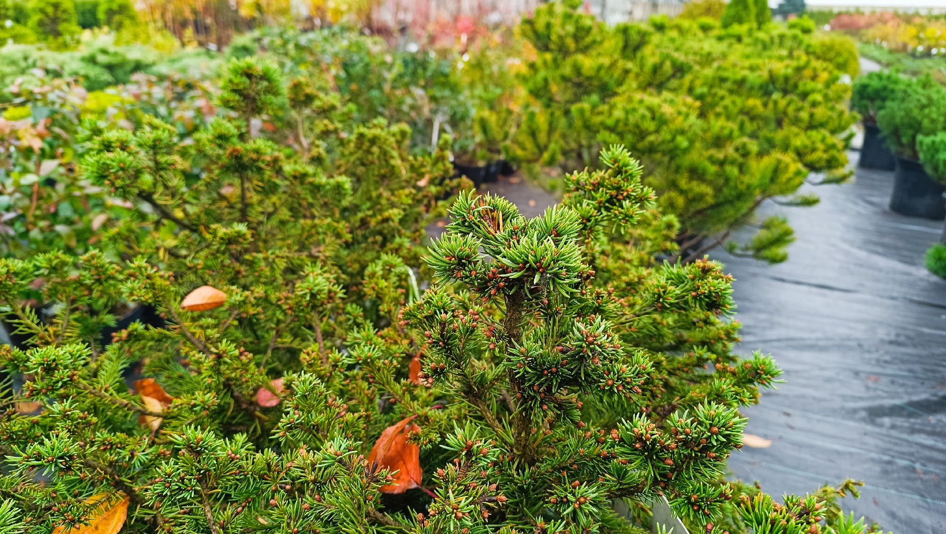 растения, питомник, лобня,