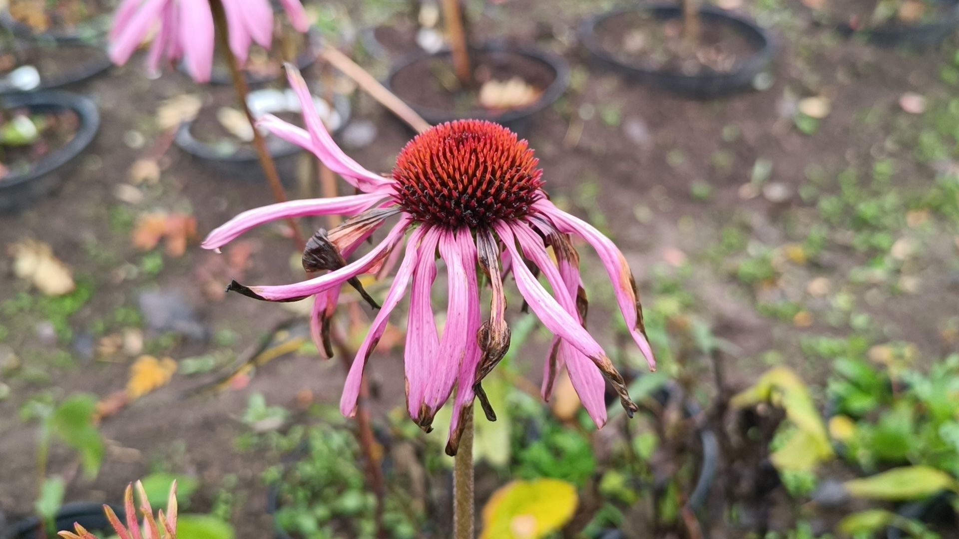 растения, питомник, лобня,