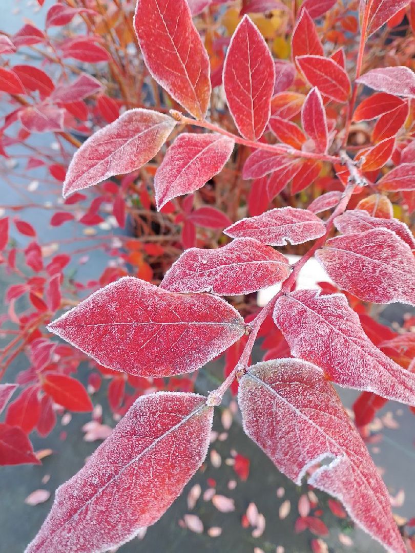 растения, питомник, лобня,