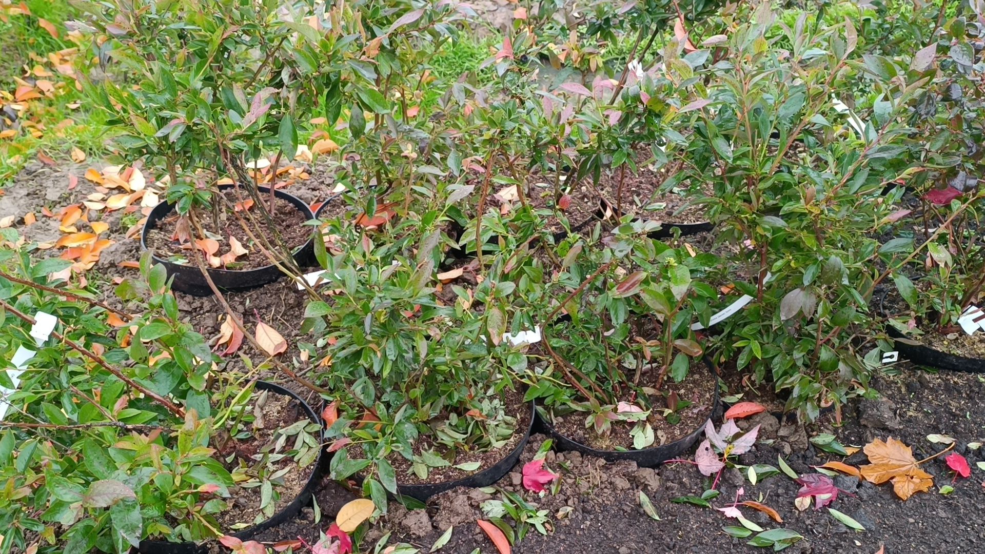 растения, питомник, лобня,