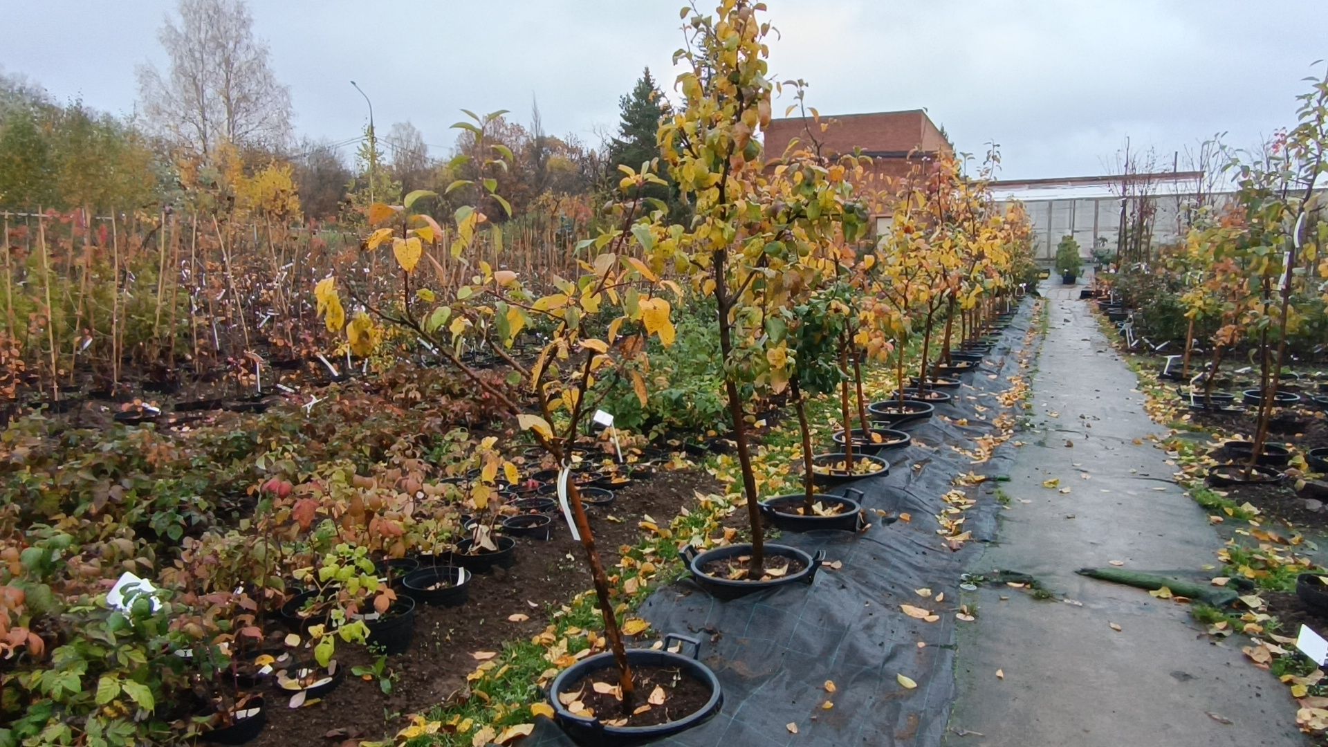 растения, питомник, лобня,