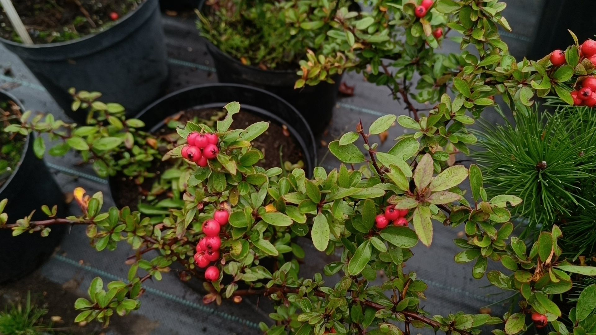 растения, питомник, лобня,