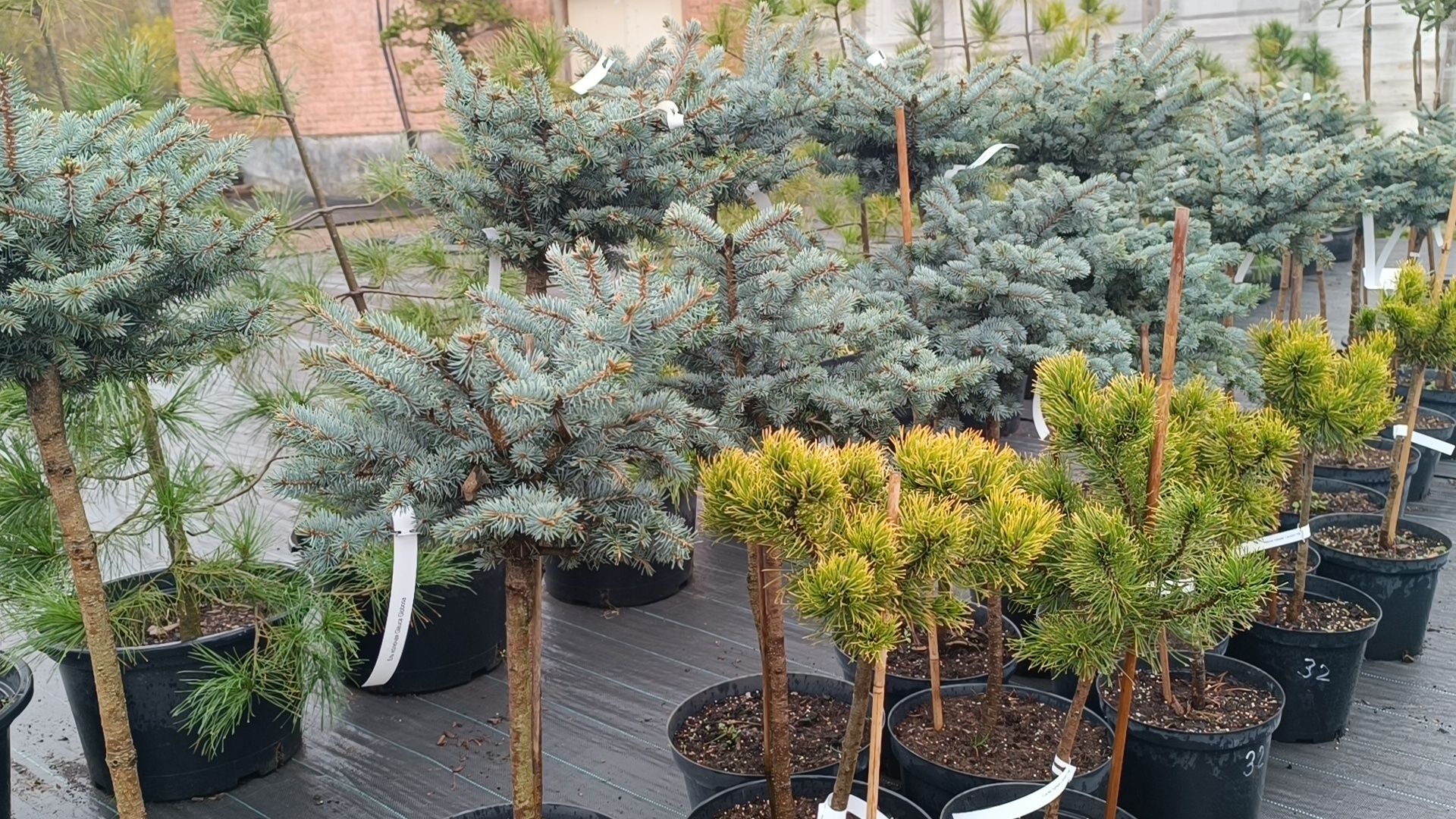 растения, питомник, лобня,