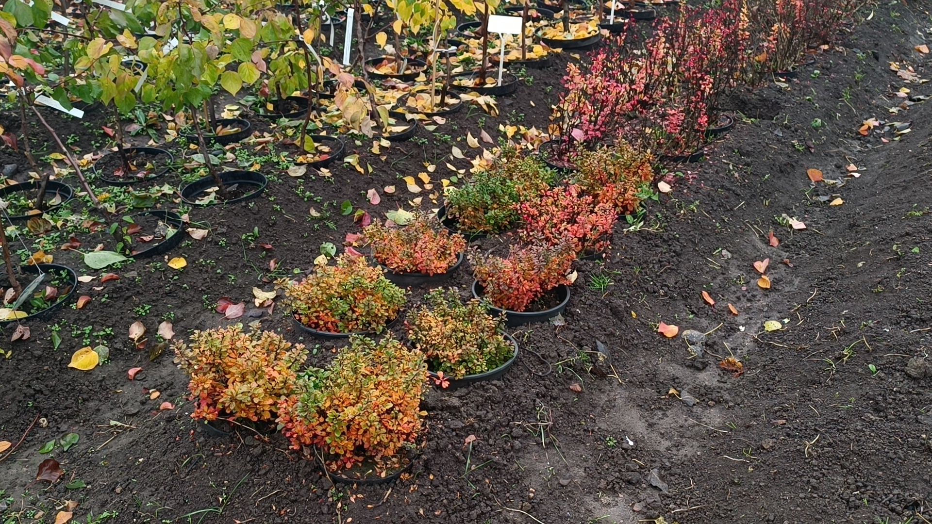 растения, питомник, лобня,