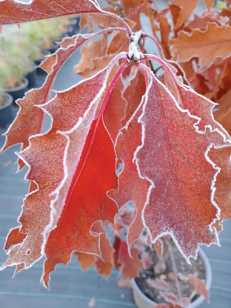 растения, питомник, лобня,