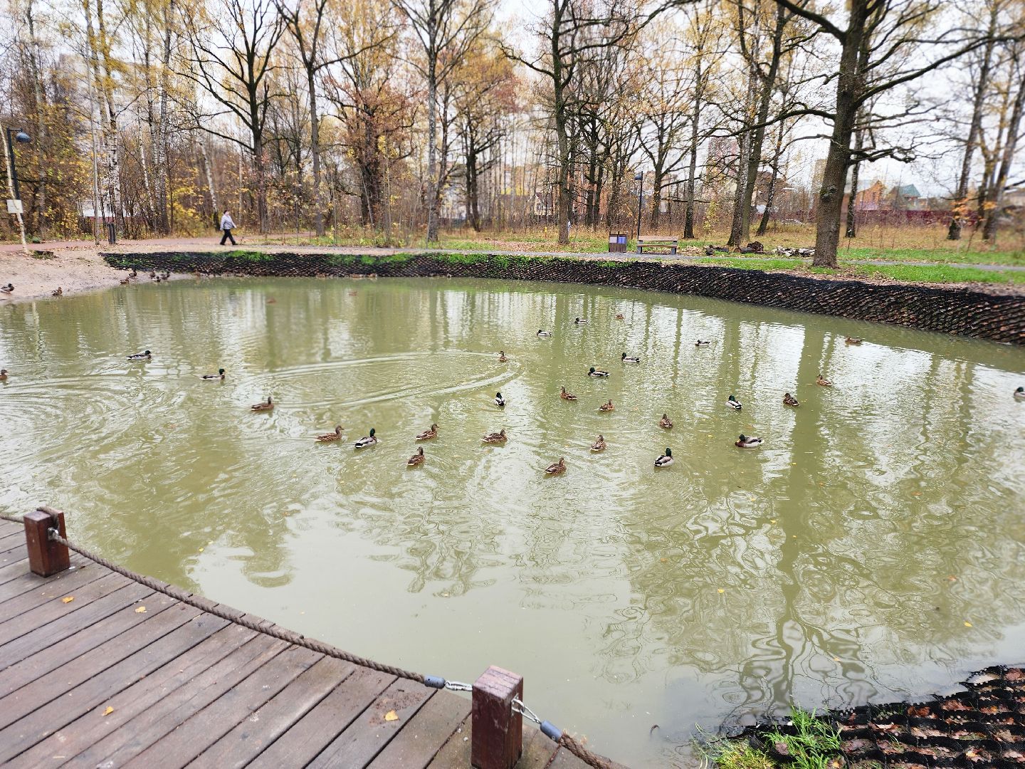 фрязино, лесопарк, утки, экосистема, очистка пруда,