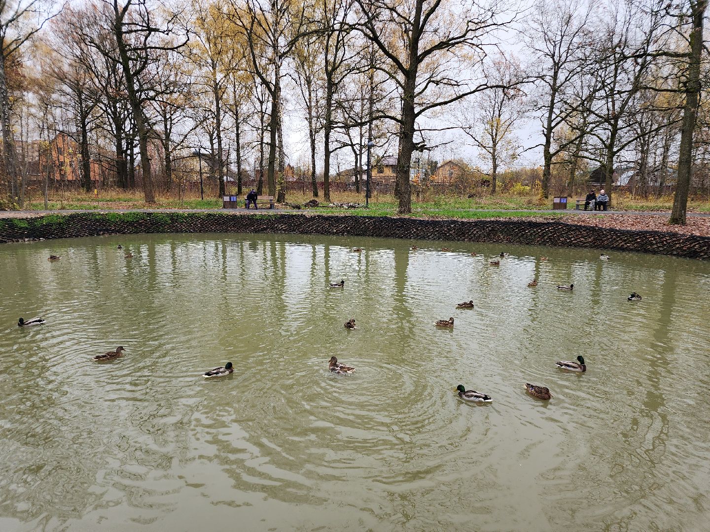 фрязино, лесопарк, утки, экосистема, очистка пруда,