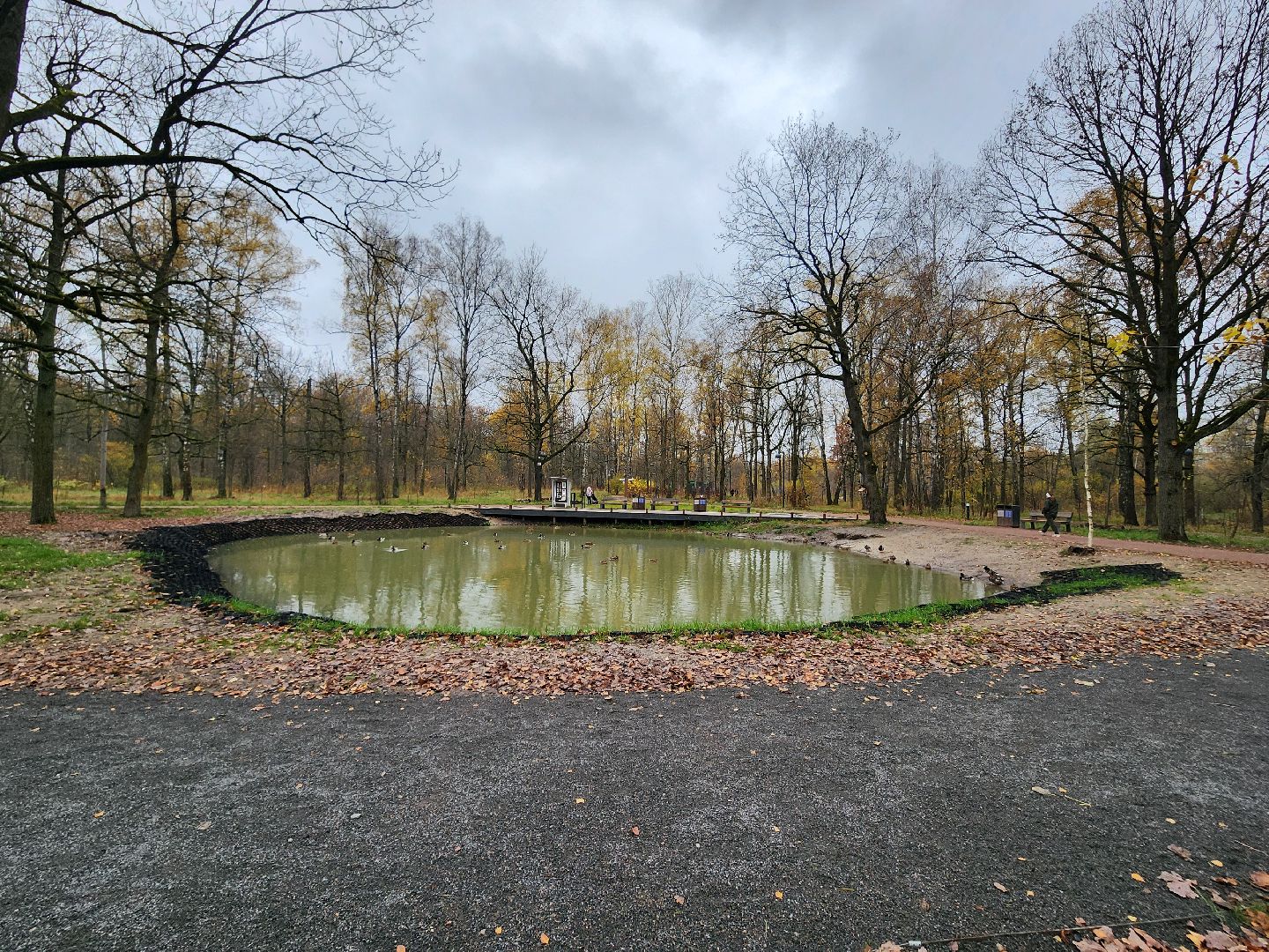 фрязино, лесопарк, утки, экосистема, очистка пруда,