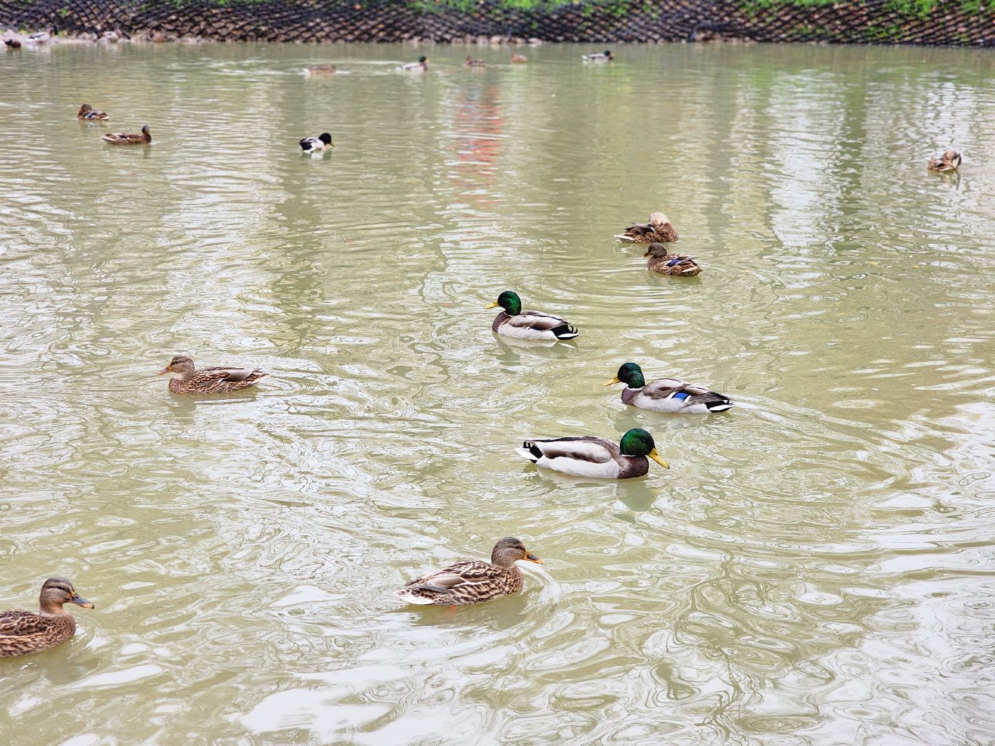 фрязино, лесопарк, утки, экосистема, очистка пруда,