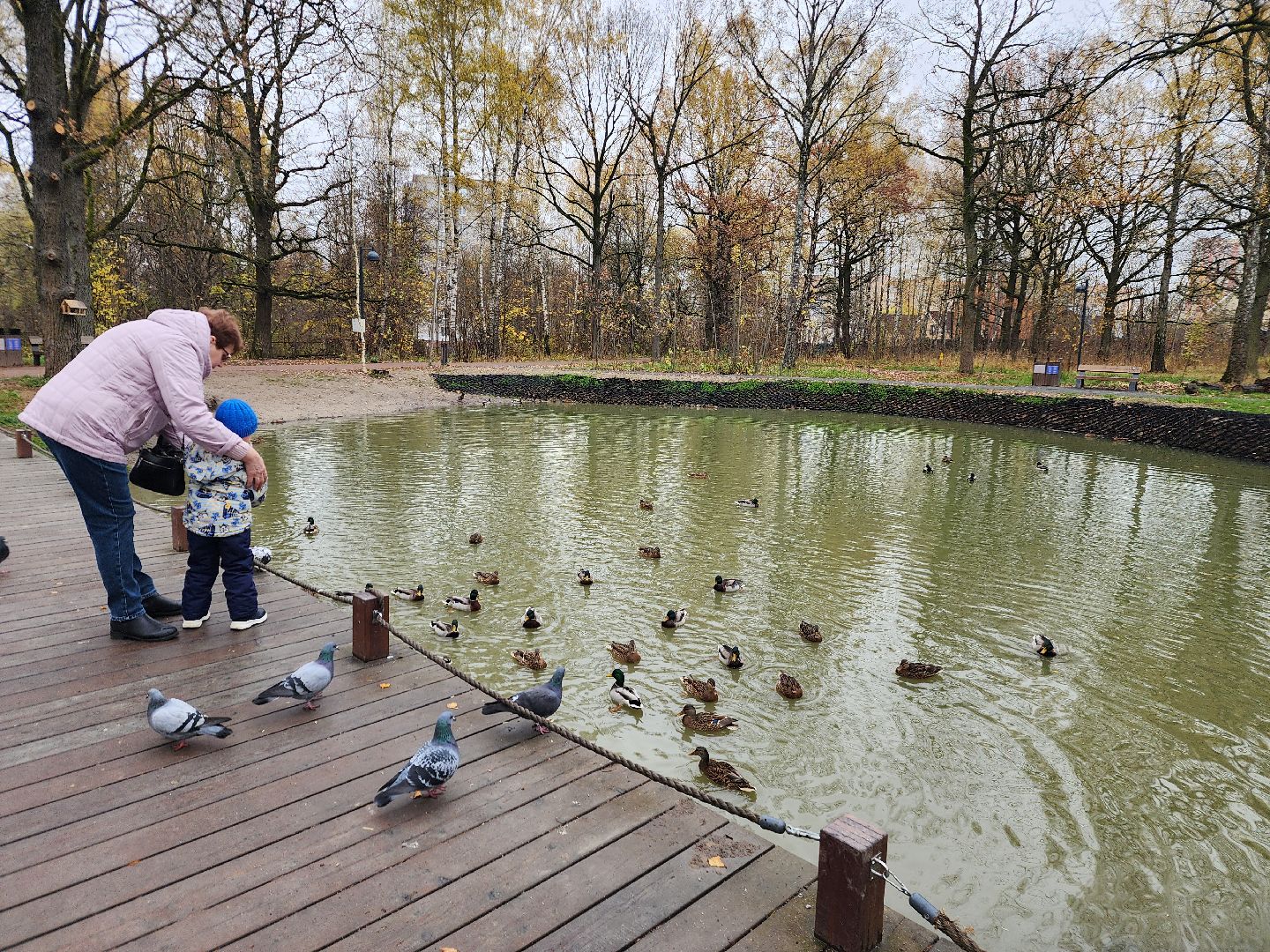 фрязино, лесопарк, утки, экосистема, очистка пруда,