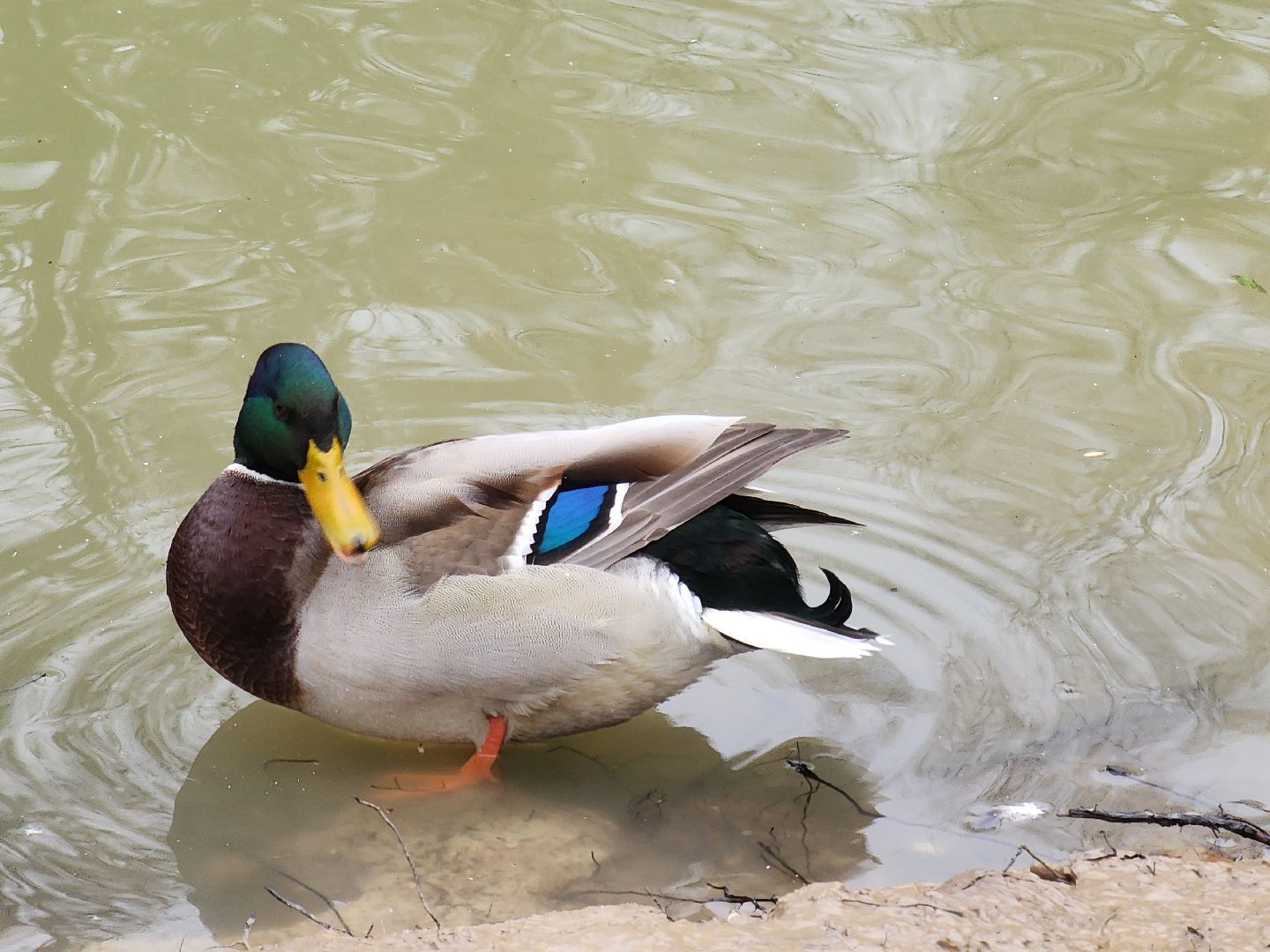 фрязино, лесопарк, утки, экосистема, очистка пруда,