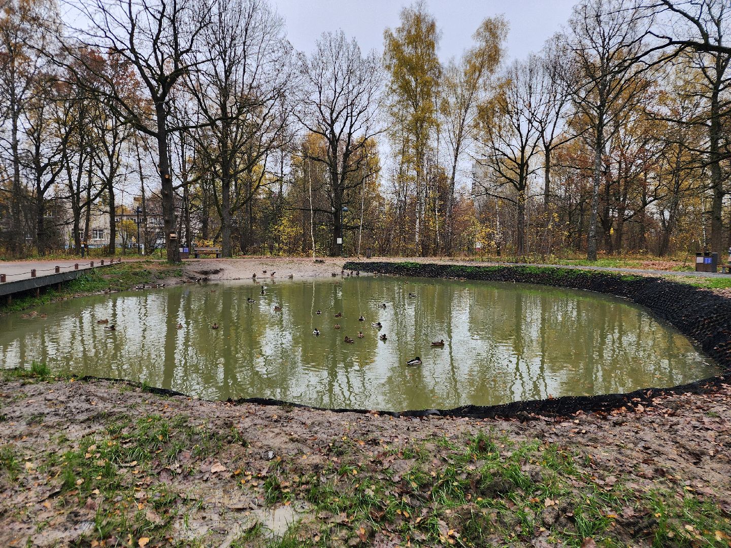 фрязино, лесопарк, утки, экосистема, очистка пруда,