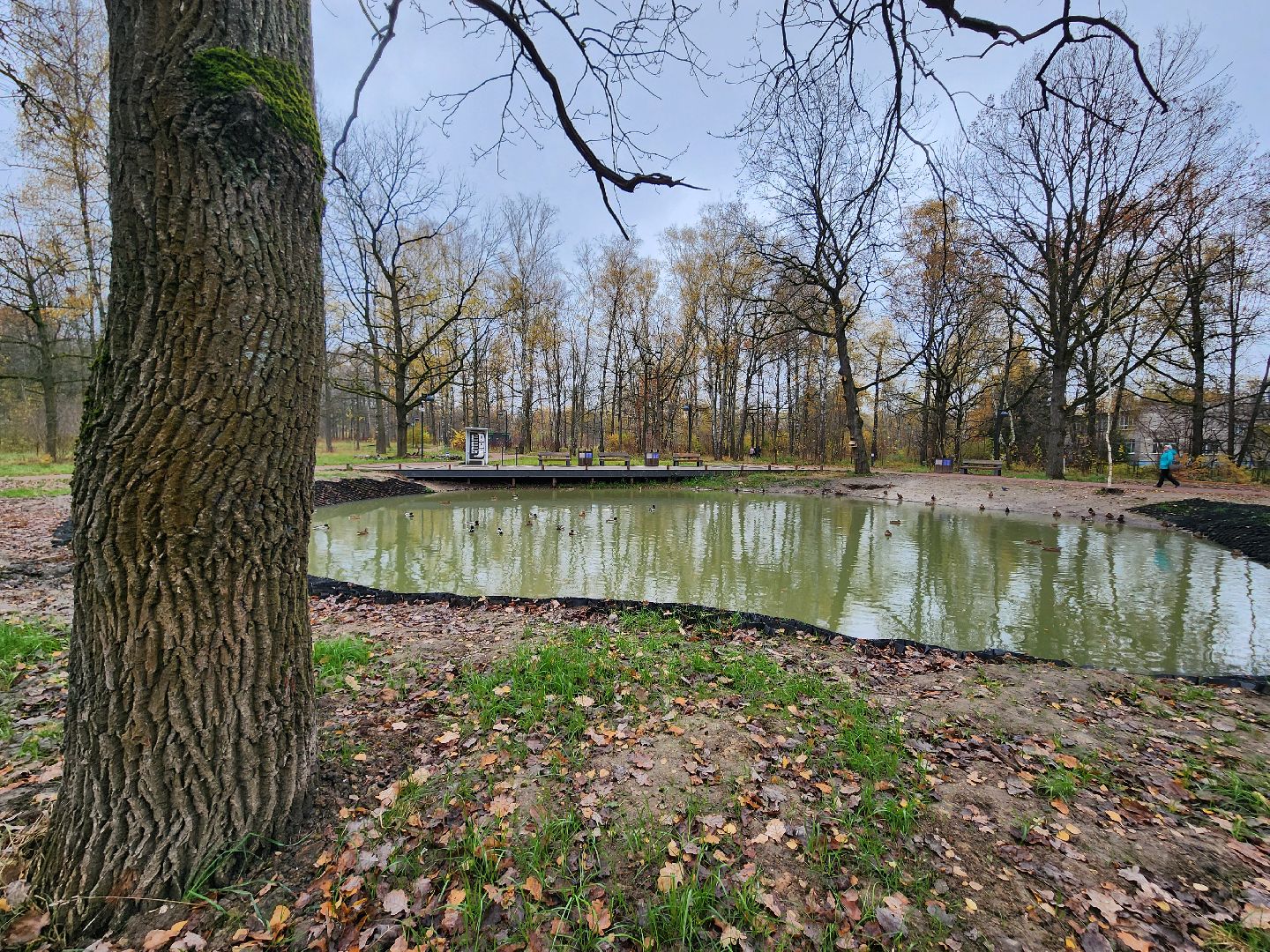 фрязино, лесопарк, утки, экосистема, очистка пруда,