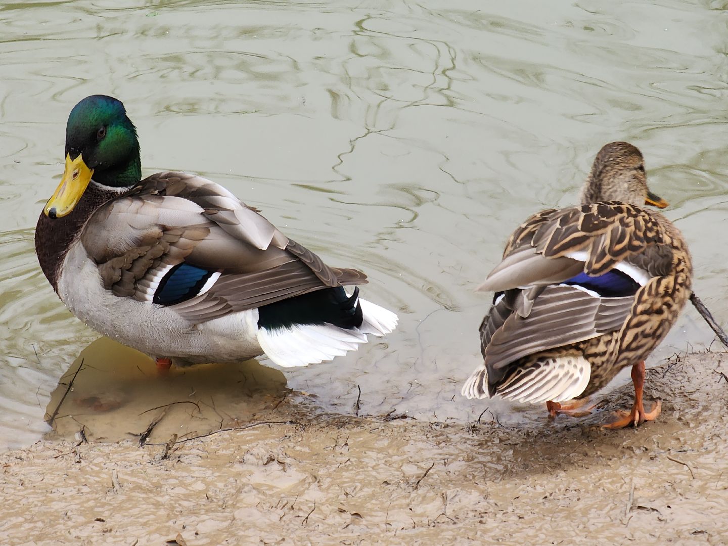 фрязино, лесопарк, утки, экосистема, очистка пруда,