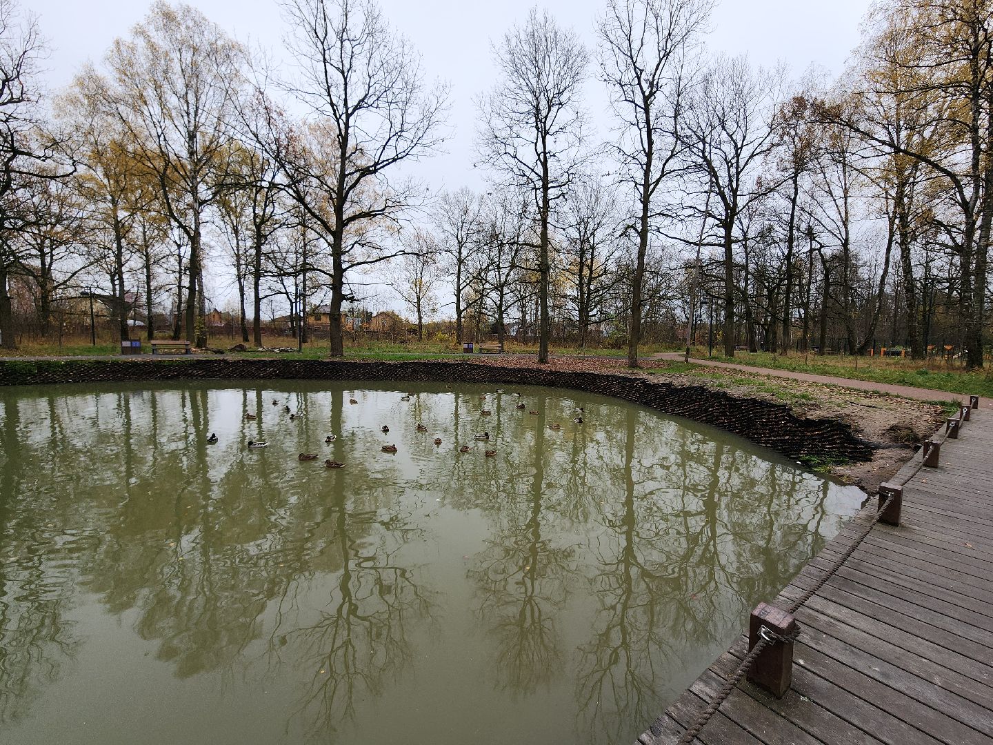 фрязино, лесопарк, утки, экосистема, очистка пруда,