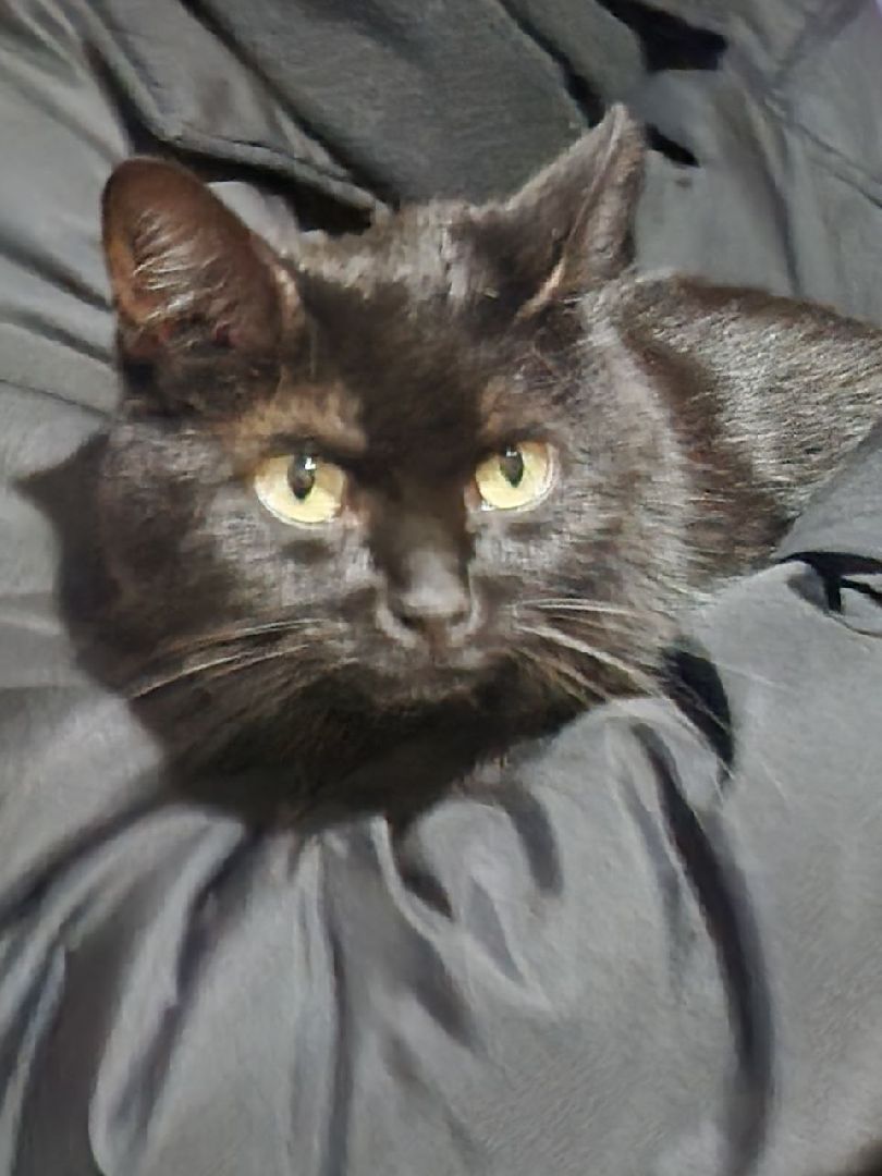 солнечногорск, волантеры, общество,