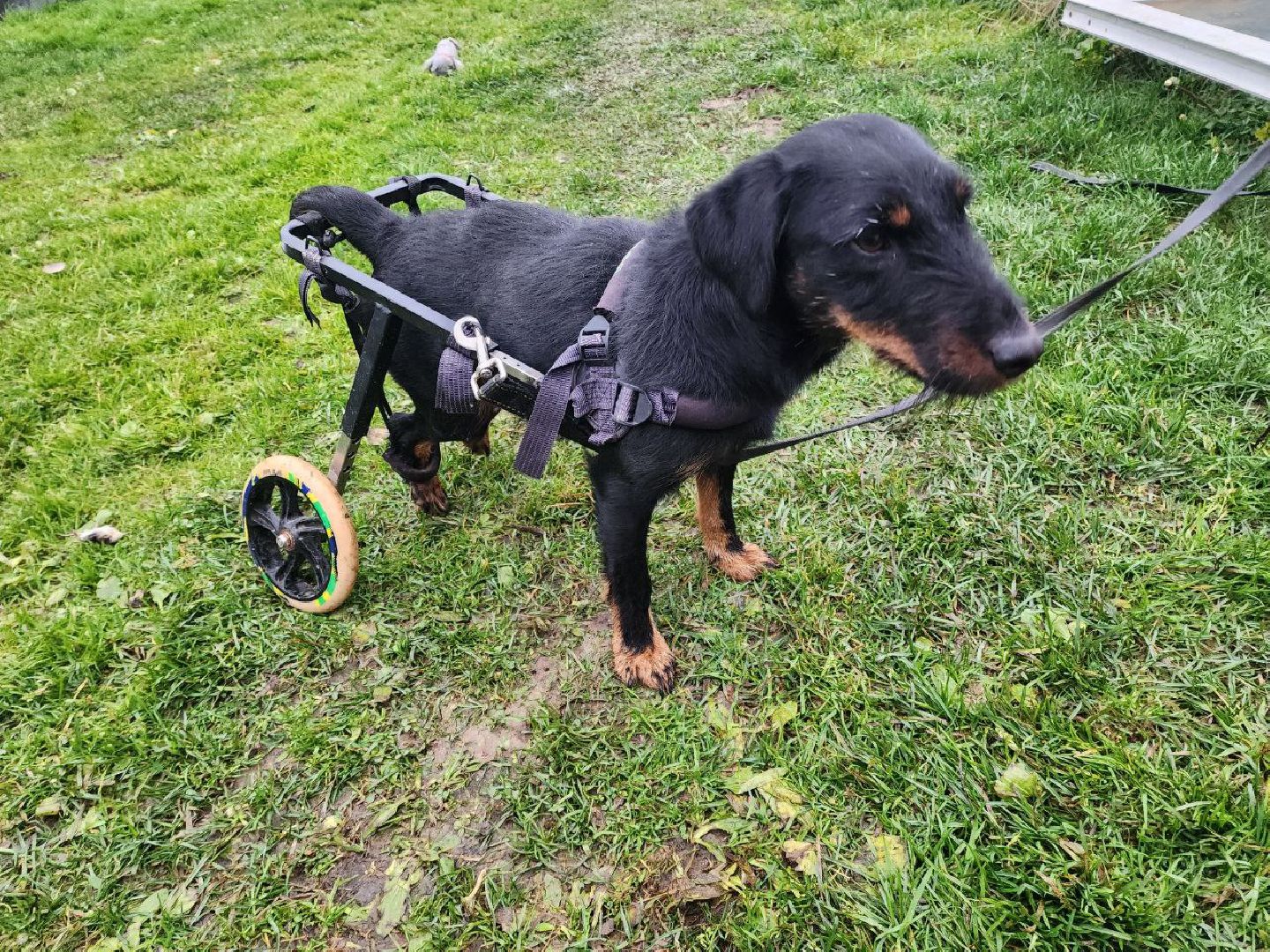 солнечногорск, волантеры, общество,