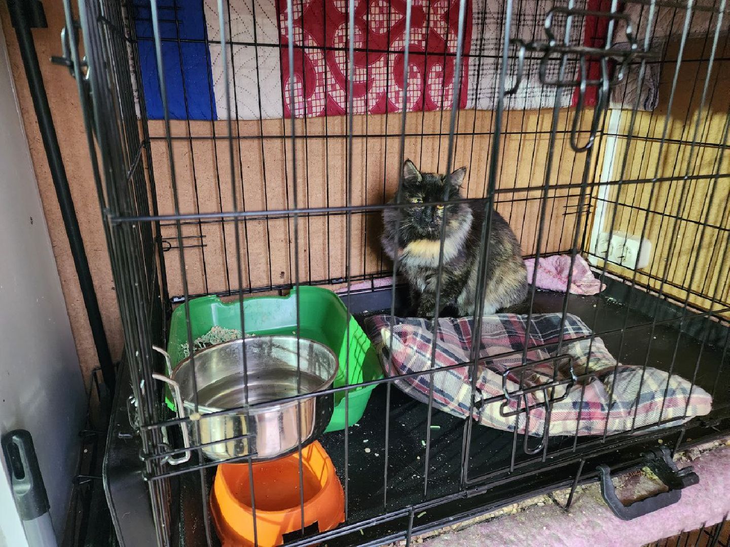 солнечногорск, волантеры, общество,