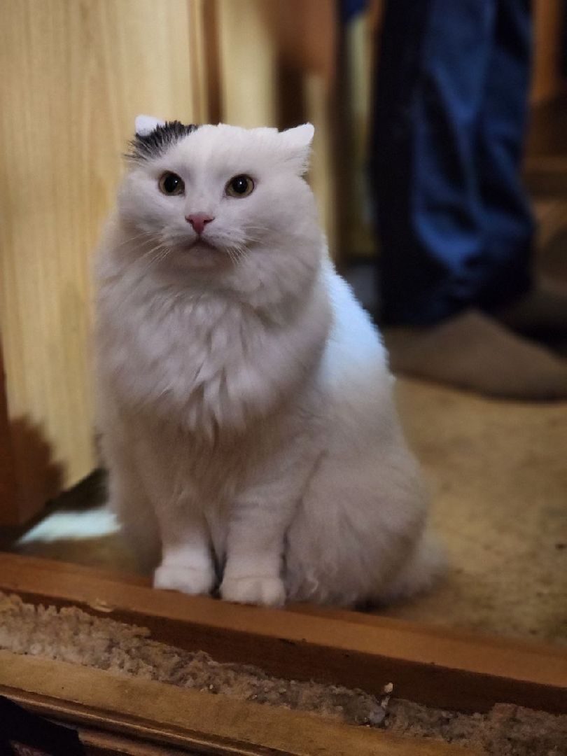 солнечногорск, волантеры, общество,