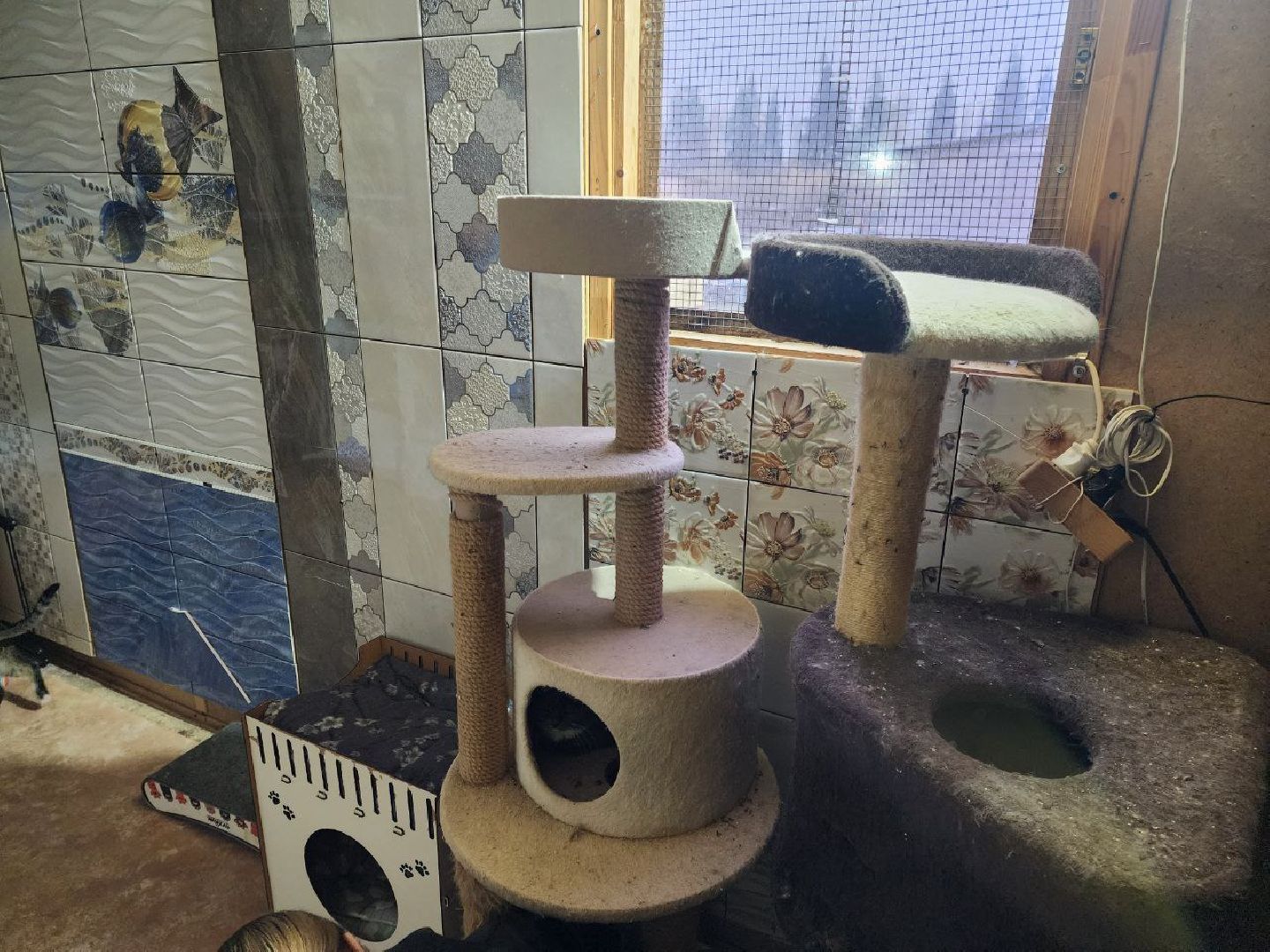 солнечногорск, волантеры, общество,