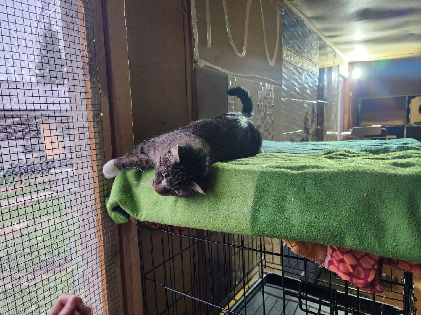 солнечногорск, волантеры, общество,