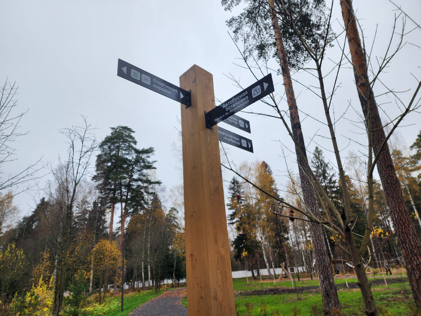 красноармейск, городской округ пушкинский, банный лес, скандинавская ходьба, зож,