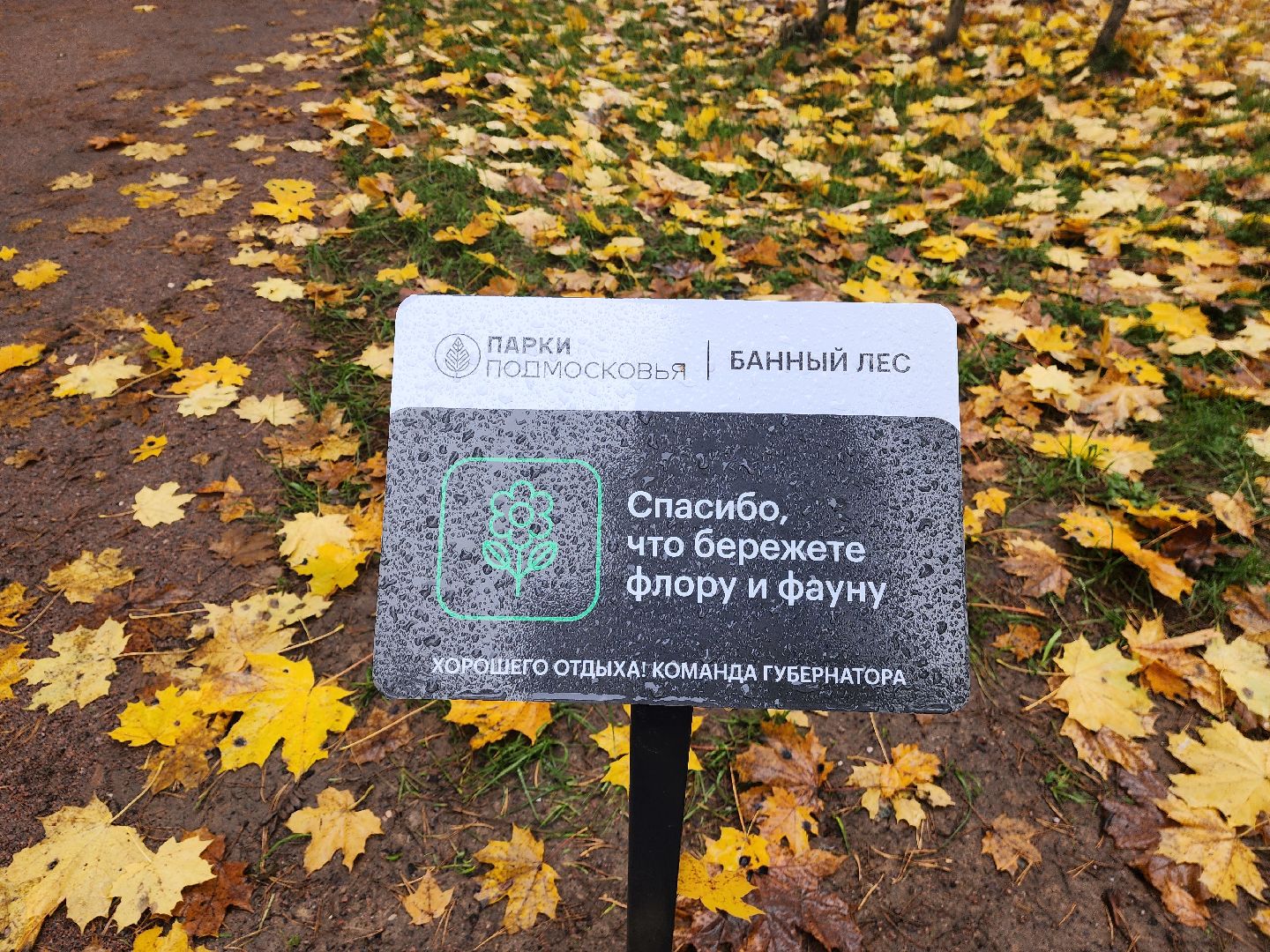 красноармейск, городской округ пушкинский, банный лес, скандинавская ходьба, зож,