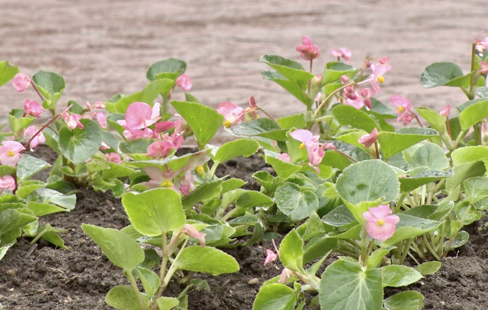 Клин, благоустройство, цветы, весна