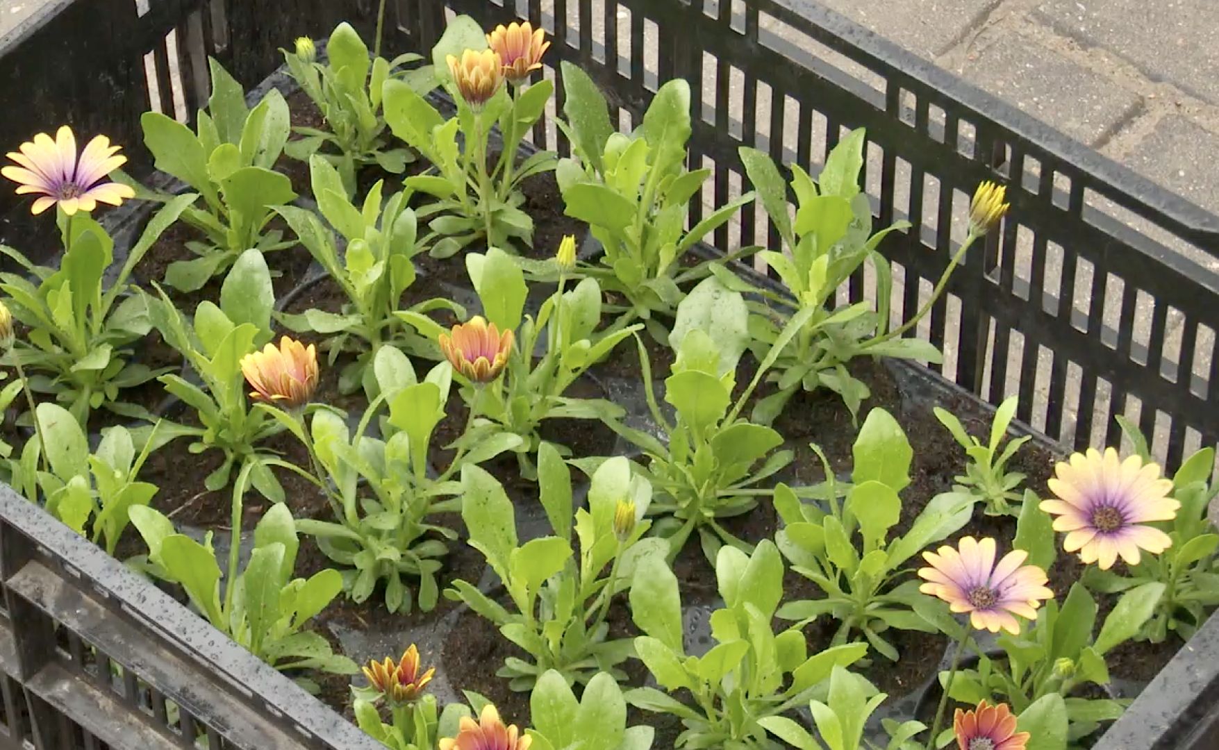 Клин, благоустройство, цветы, весна