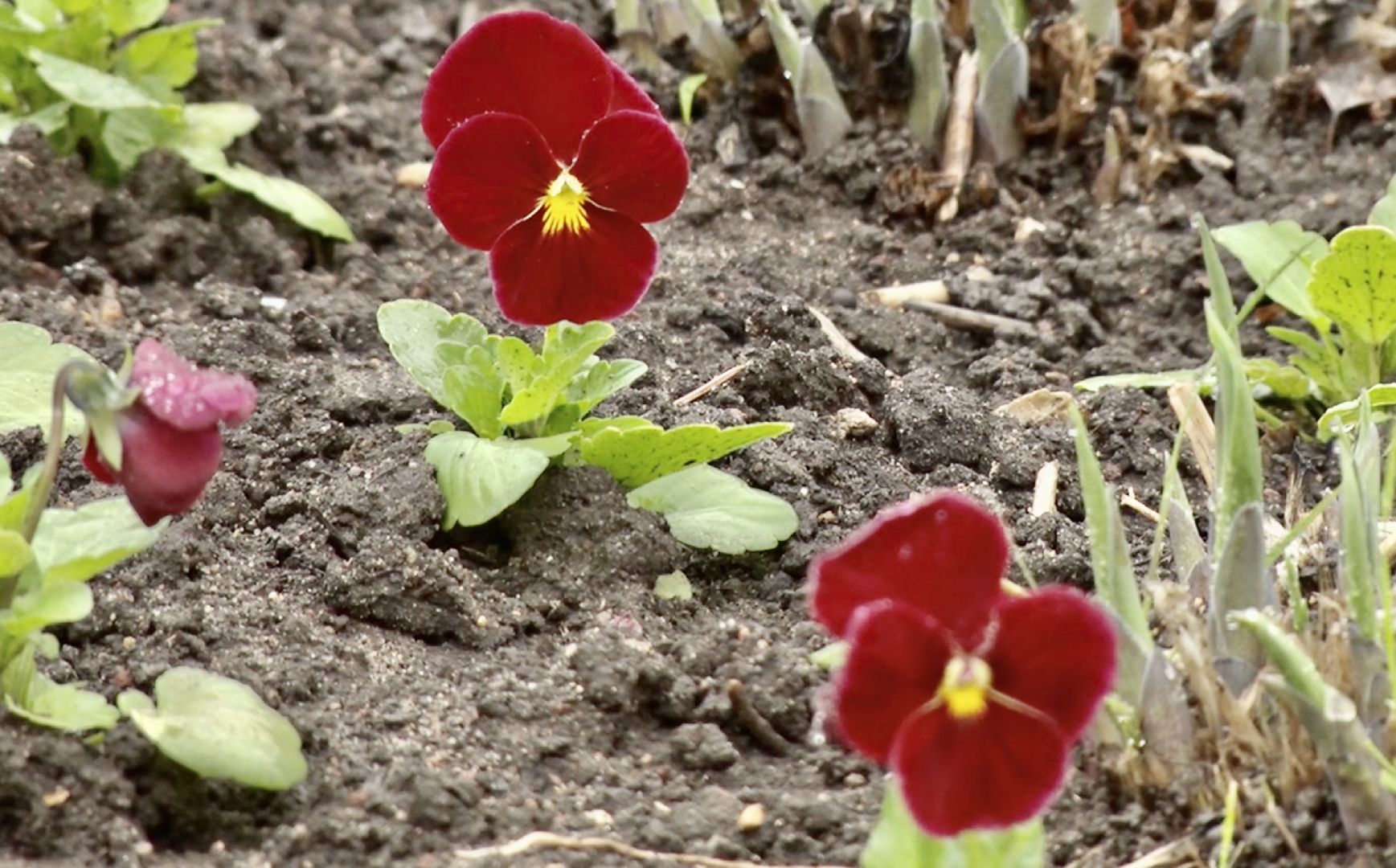Клин, благоустройство, цветы, весна