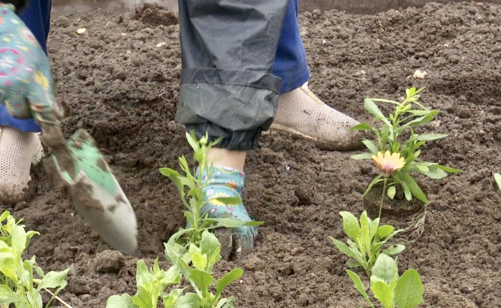 Клин, благоустройство, цветы, весна