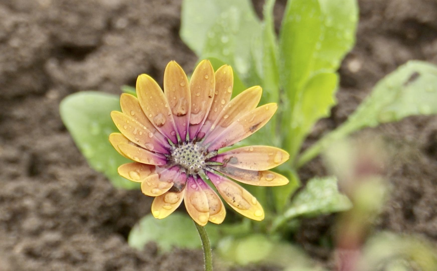 Клин, благоустройство, цветы, весна