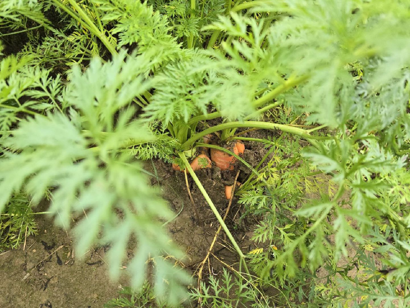 можайск, можайский муниципальный округ, подмосковье, сельское хозяйство, сбор урожая, овощи, морковь, картофель, фермерское хозяйство,