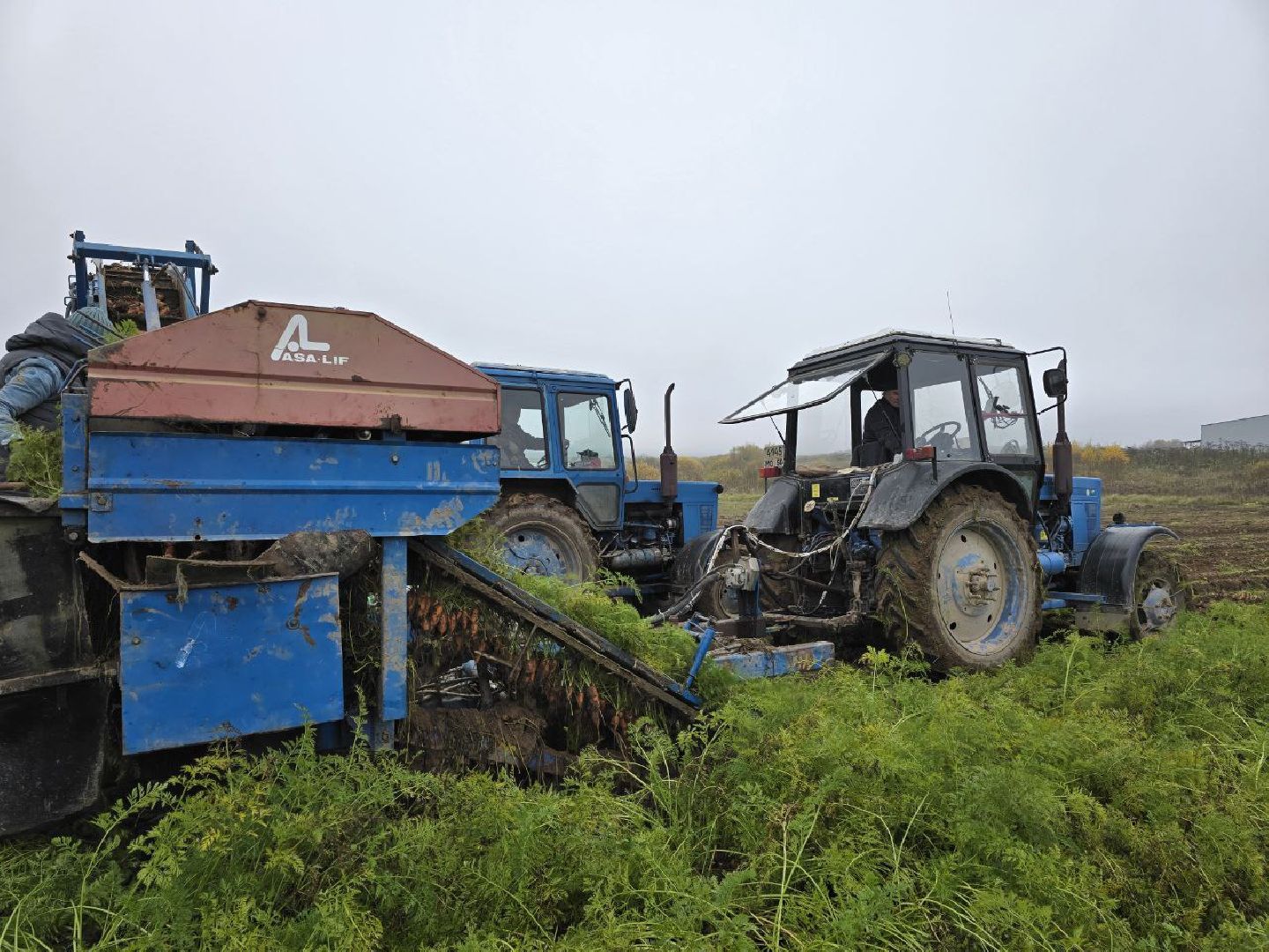 можайск, можайский муниципальный округ, подмосковье, сельское хозяйство, сбор урожая, овощи, морковь, картофель, фермерское хозяйство,