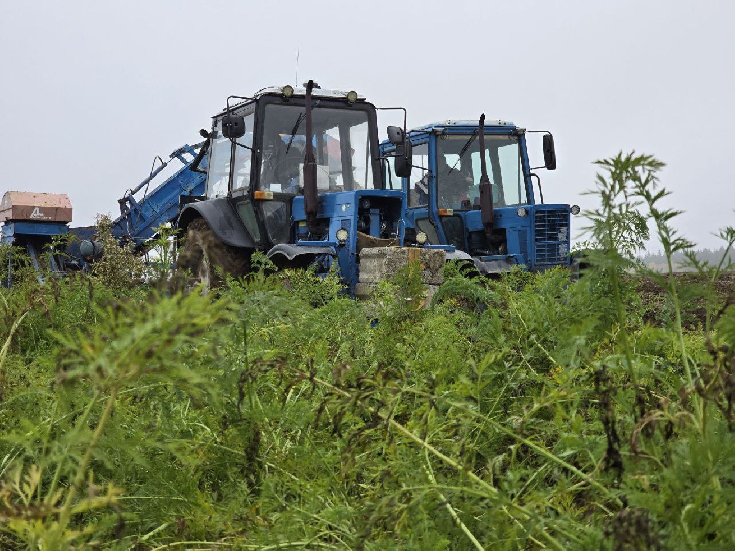 можайск, можайский муниципальный округ, подмосковье, сельское хозяйство, сбор урожая, овощи, морковь, картофель, фермерское хозяйство,