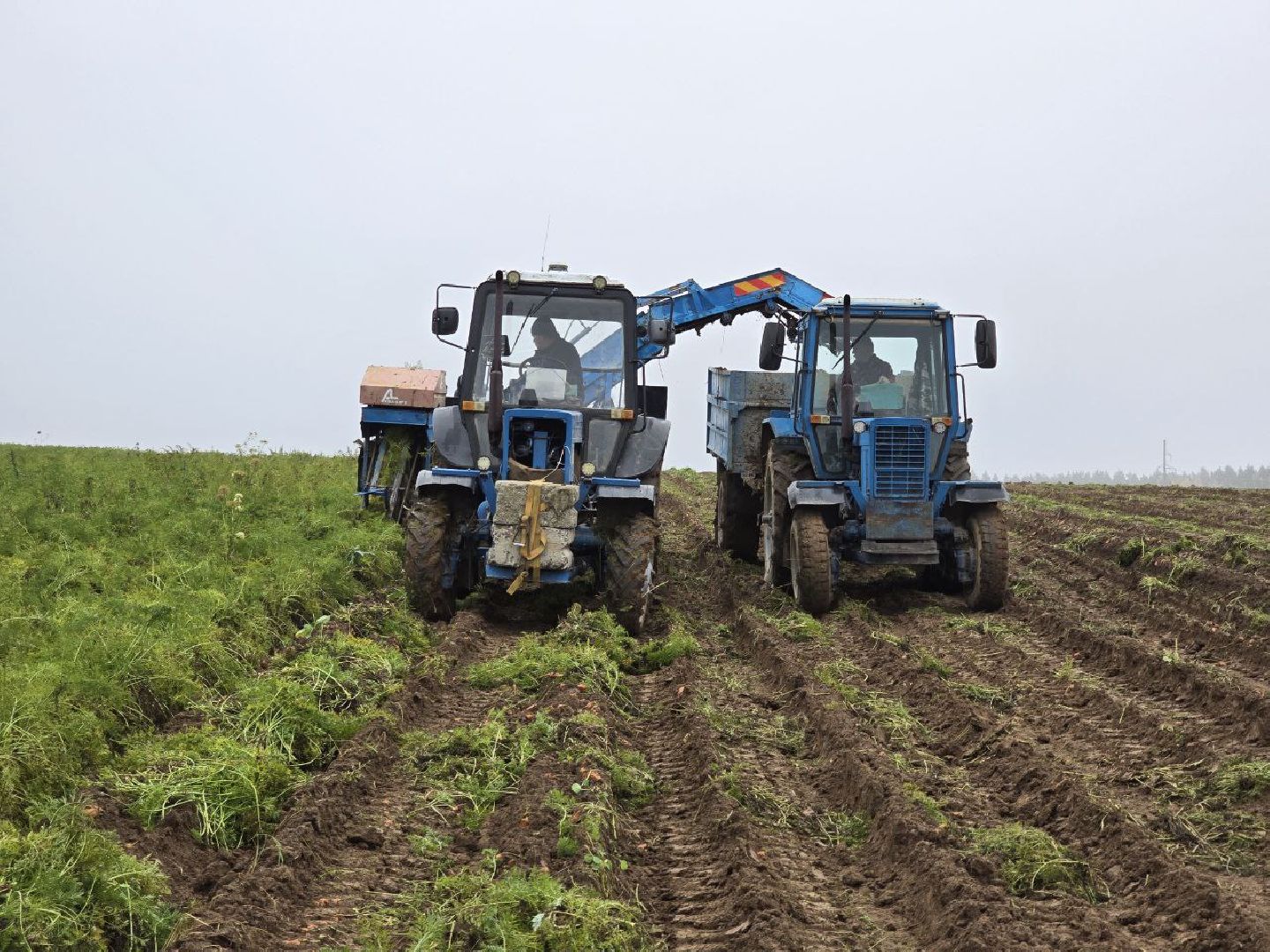 можайск, можайский муниципальный округ, подмосковье, сельское хозяйство, сбор урожая, овощи, морковь, картофель, фермерское хозяйство,