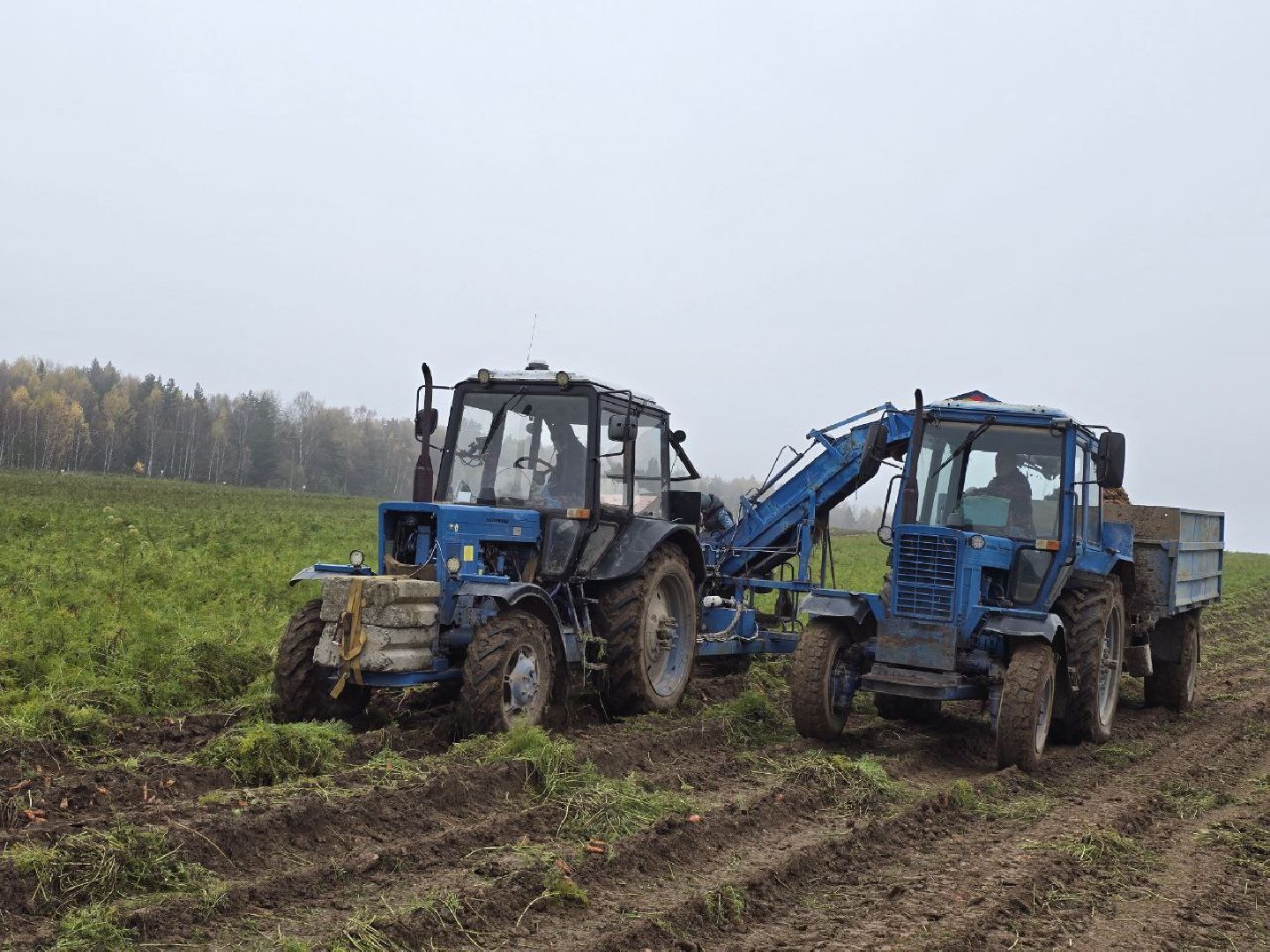 можайск, можайский муниципальный округ, подмосковье, сельское хозяйство, сбор урожая, овощи, морковь, картофель, фермерское хозяйство,