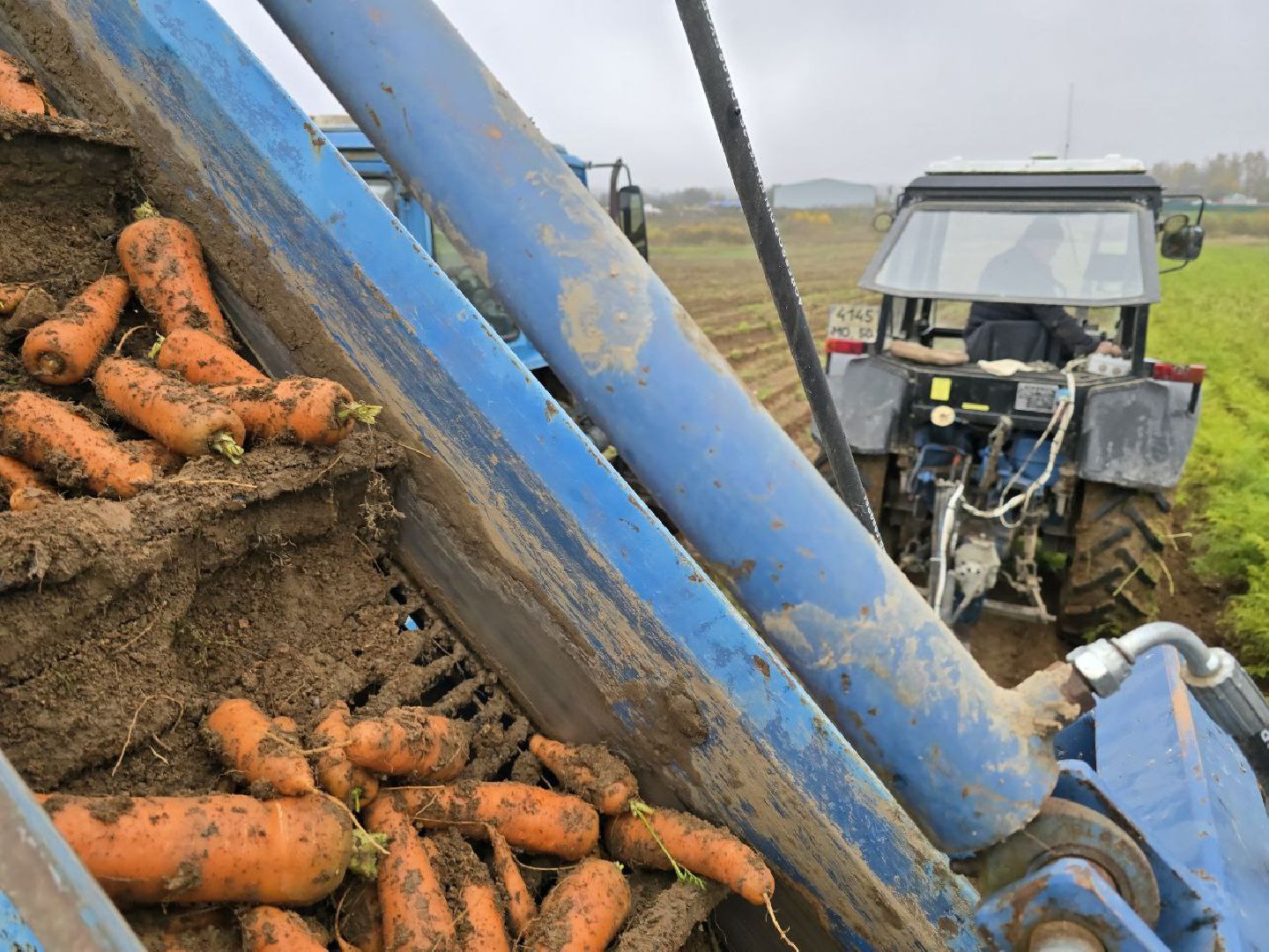можайск, можайский муниципальный округ, подмосковье, сельское хозяйство, сбор урожая, овощи, морковь, картофель, фермерское хозяйство,