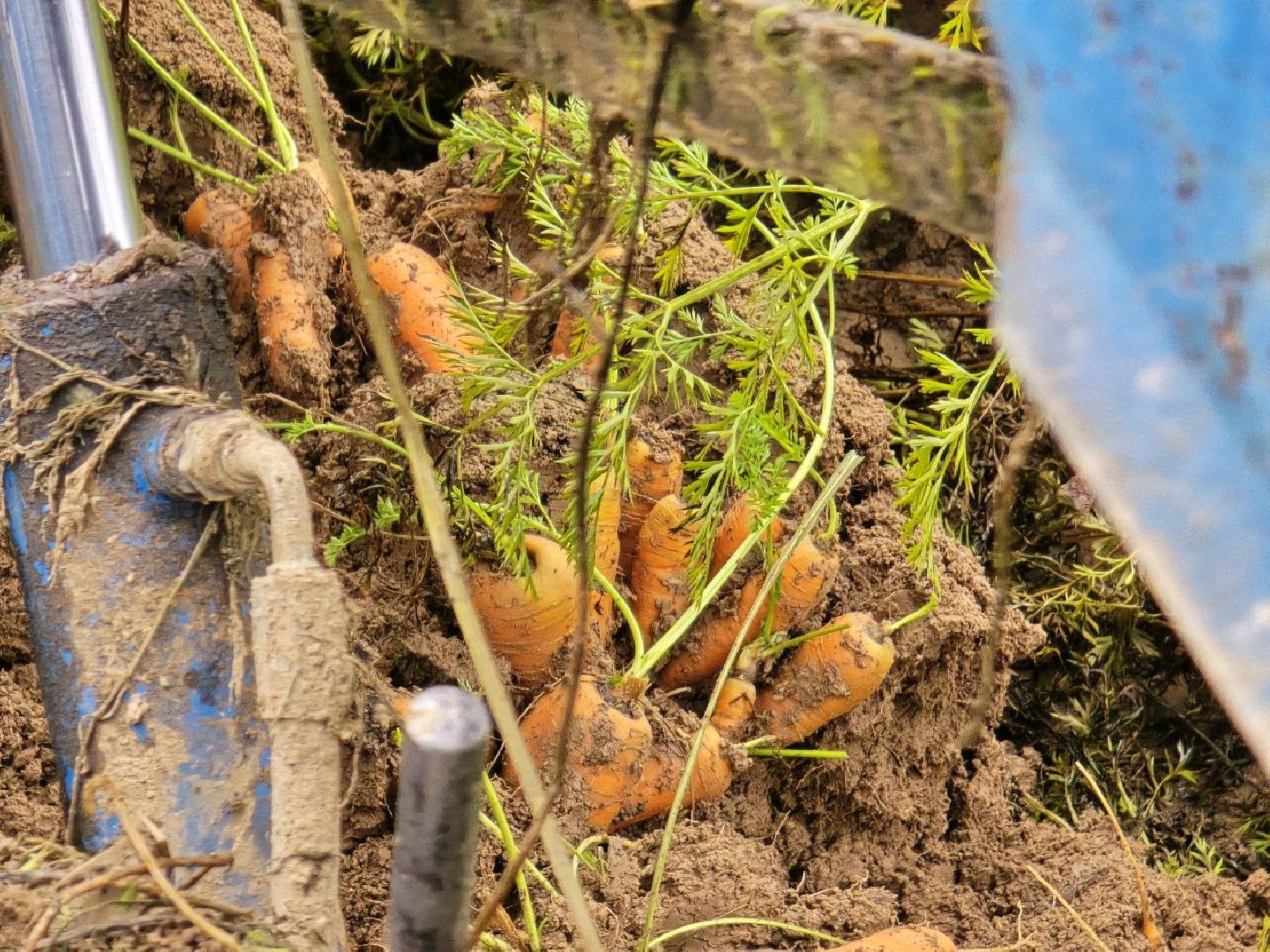 можайск, можайский муниципальный округ, подмосковье, сельское хозяйство, сбор урожая, овощи, морковь, картофель, фермерское хозяйство,