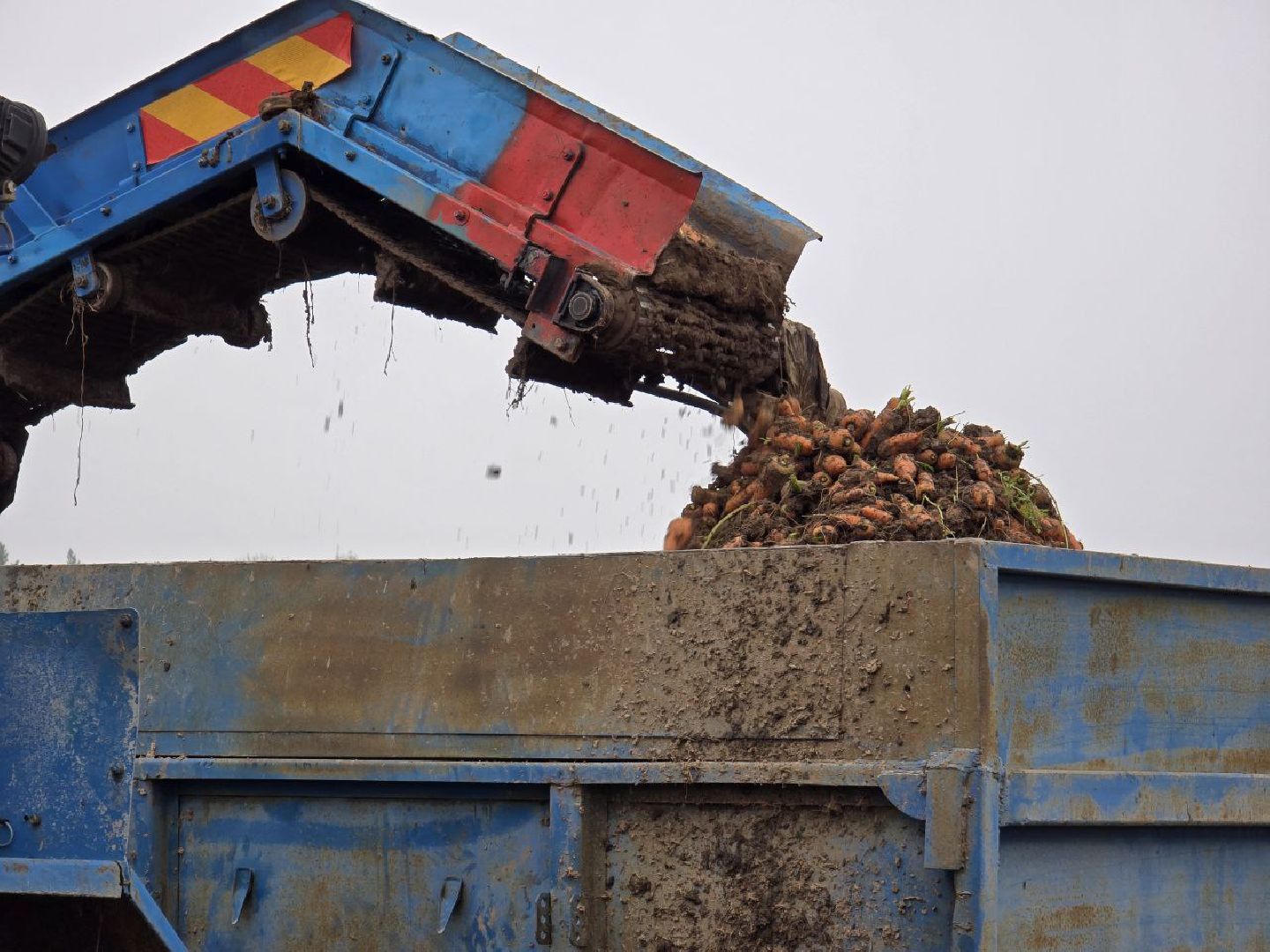 можайск, можайский муниципальный округ, подмосковье, сельское хозяйство, сбор урожая, овощи, морковь, картофель, фермерское хозяйство,