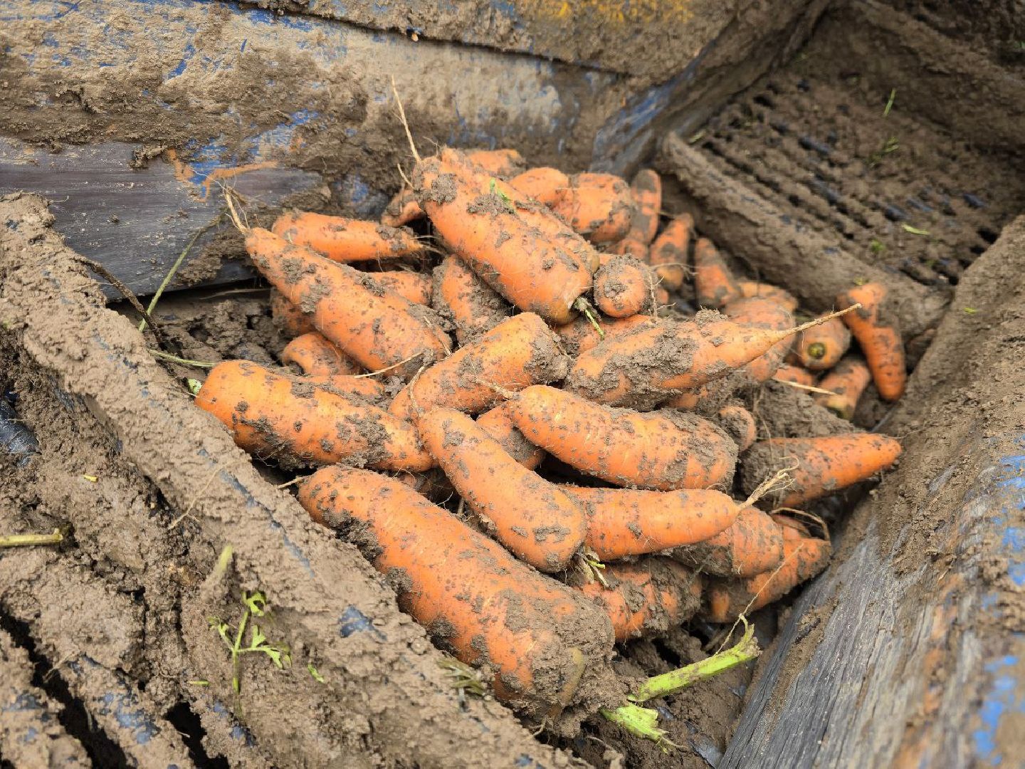 можайск, можайский муниципальный округ, подмосковье, сельское хозяйство, сбор урожая, овощи, морковь, картофель, фермерское хозяйство,