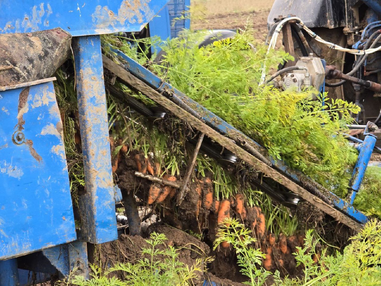 можайск, можайский муниципальный округ, подмосковье, сельское хозяйство, сбор урожая, овощи, морковь, картофель, фермерское хозяйство,