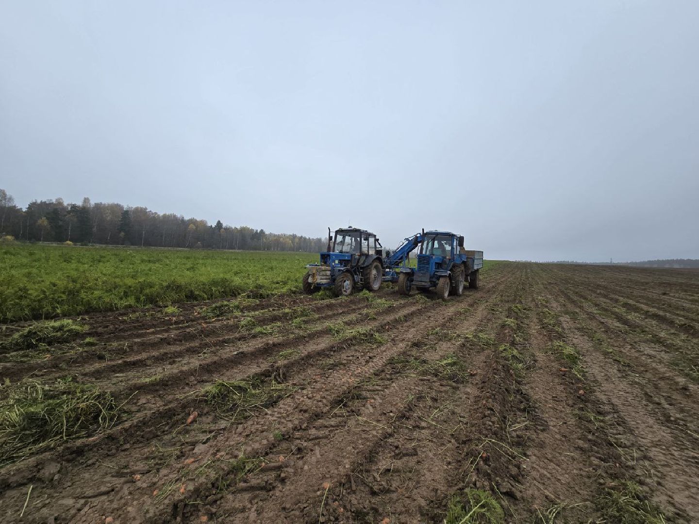 можайск, можайский муниципальный округ, подмосковье, сельское хозяйство, сбор урожая, овощи, морковь, картофель, фермерское хозяйство,