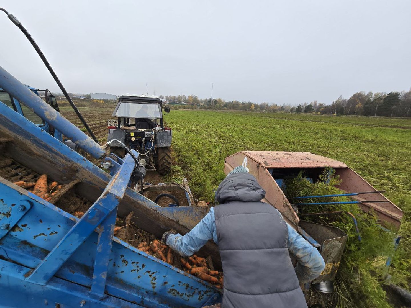 можайск, можайский муниципальный округ, подмосковье, сельское хозяйство, сбор урожая, овощи, морковь, картофель, фермерское хозяйство,